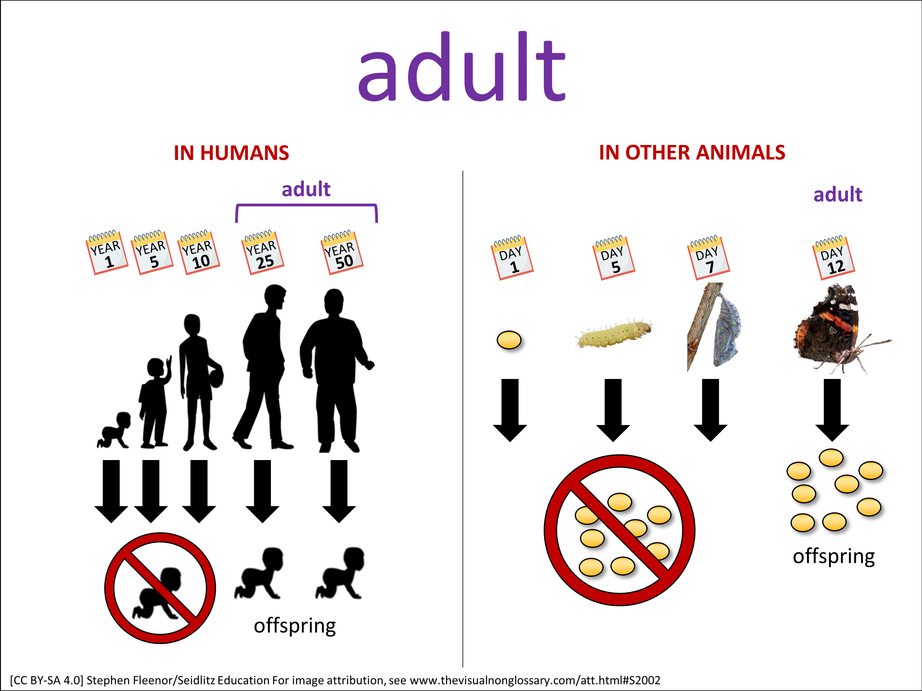 Vocab Visual