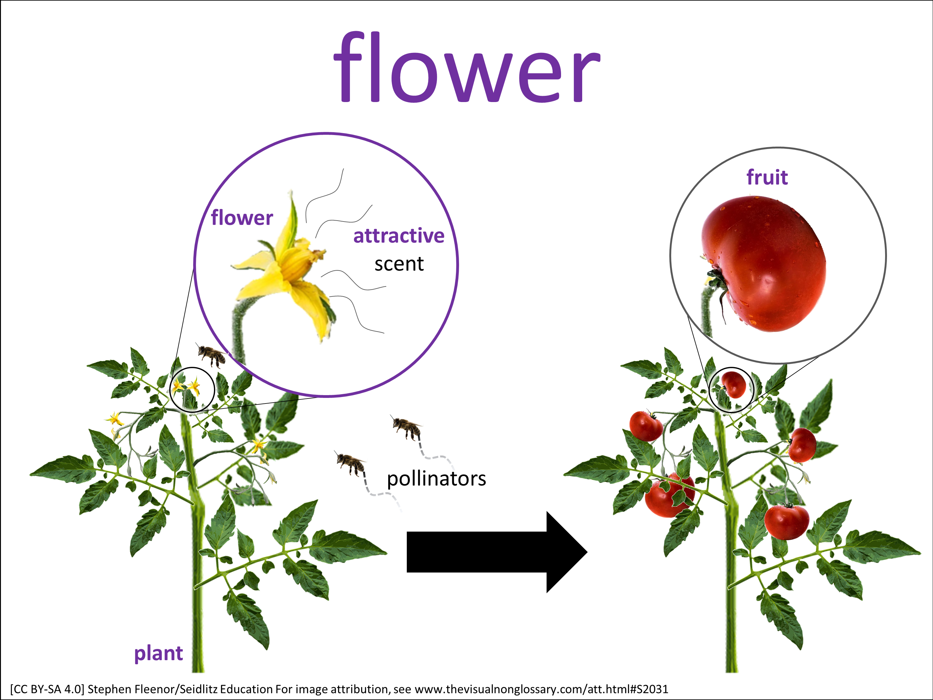 Vocab Visual