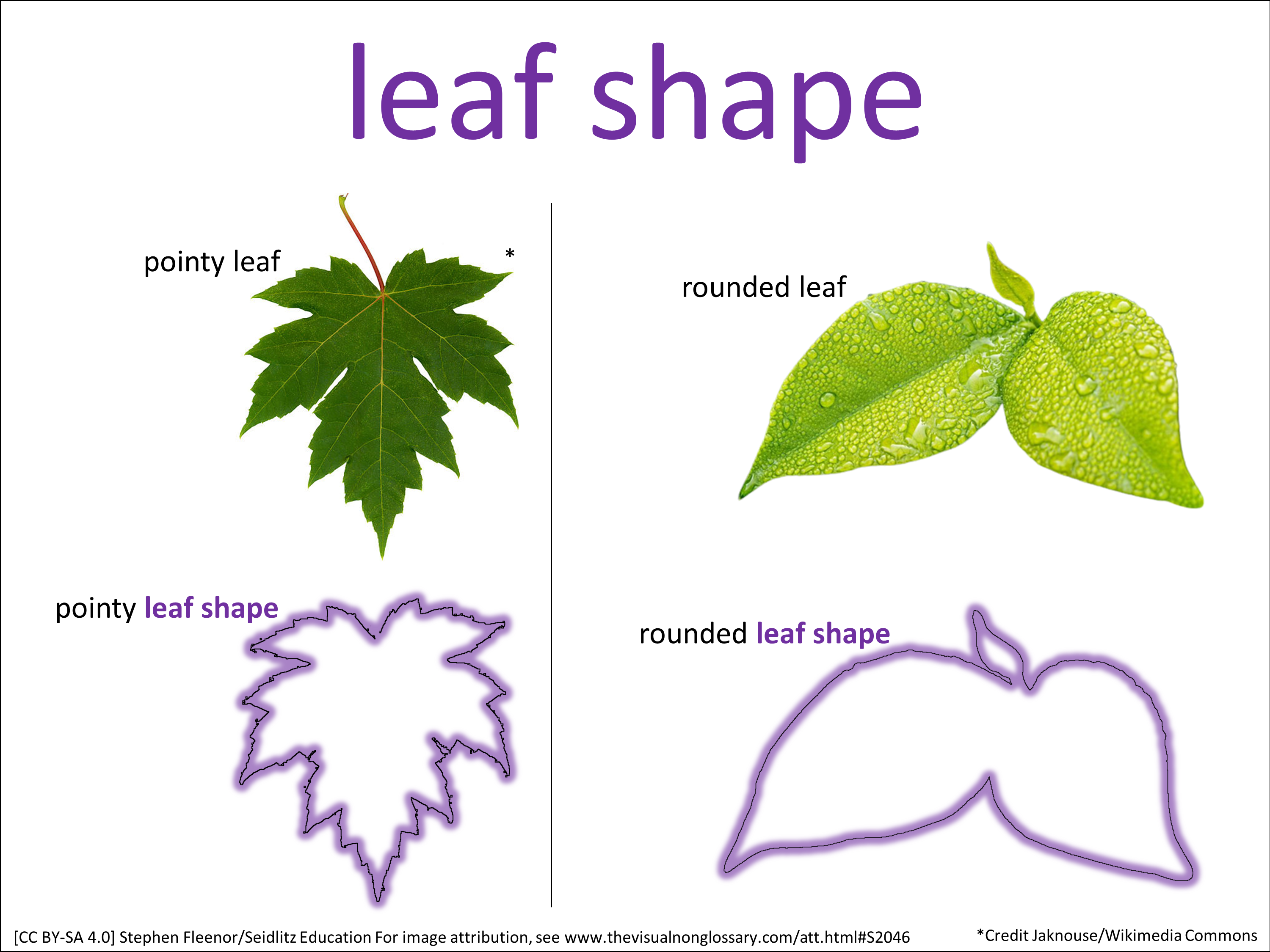 Vocab Visual