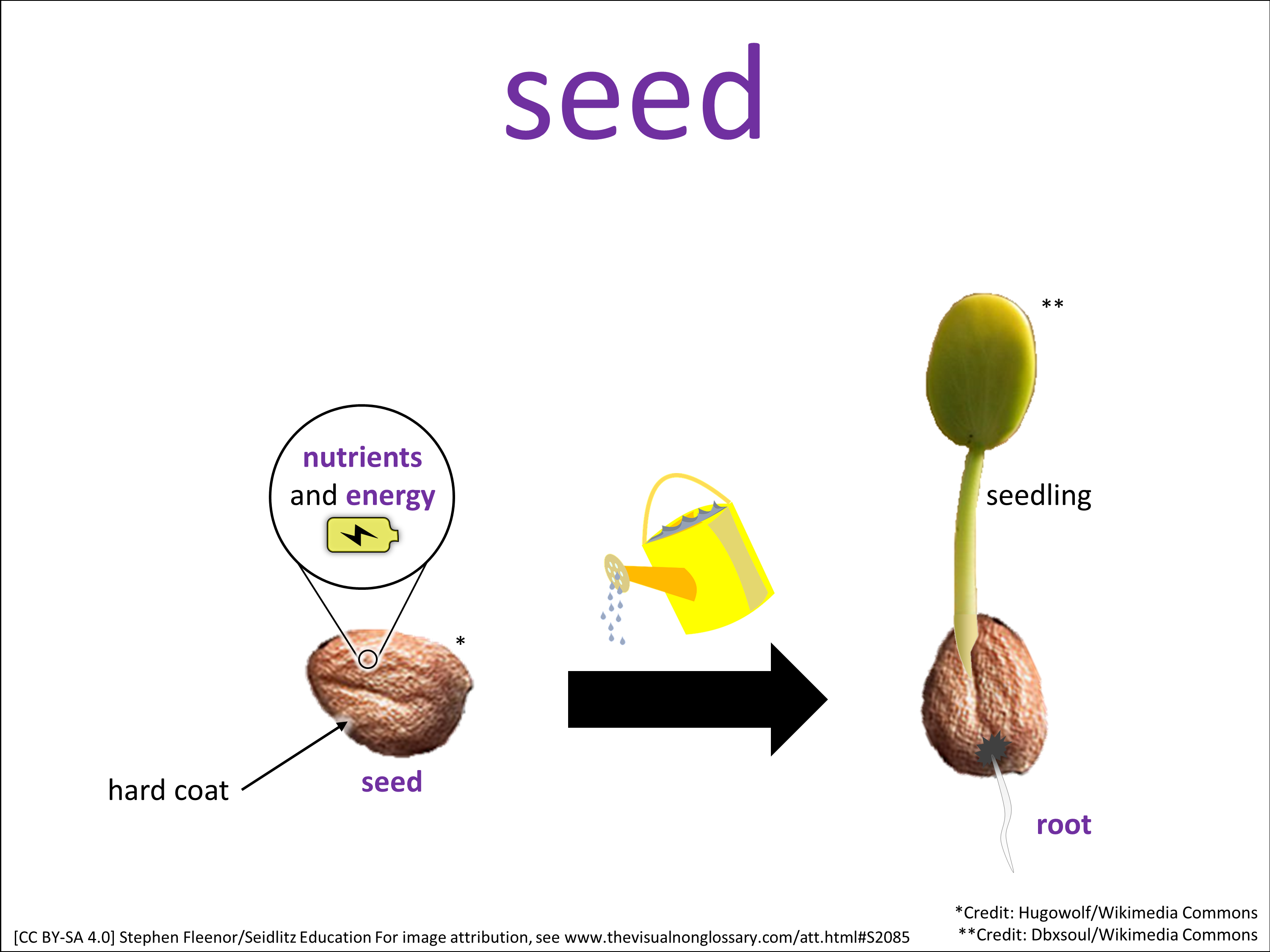 Vocab Visual