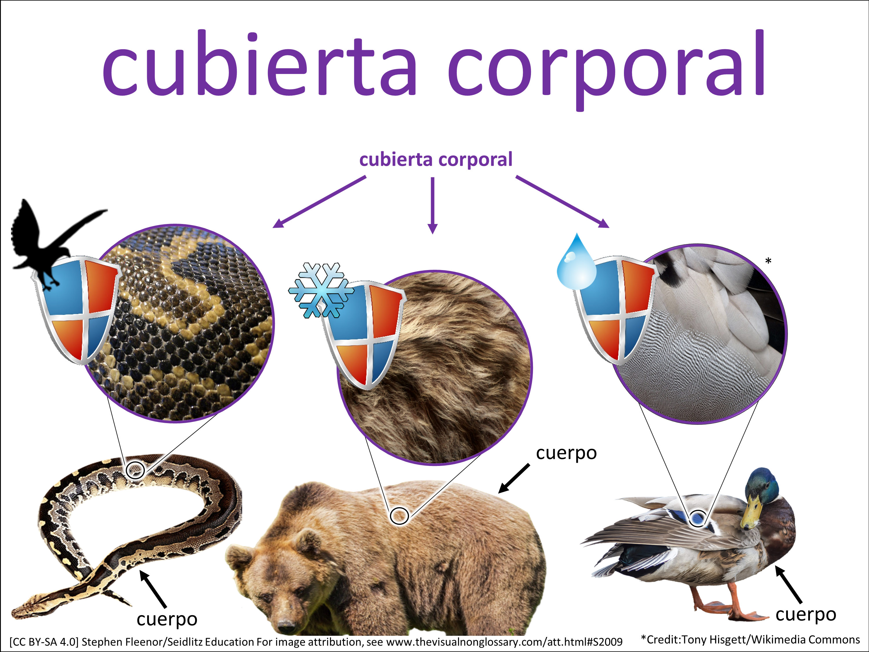Vocab Visual