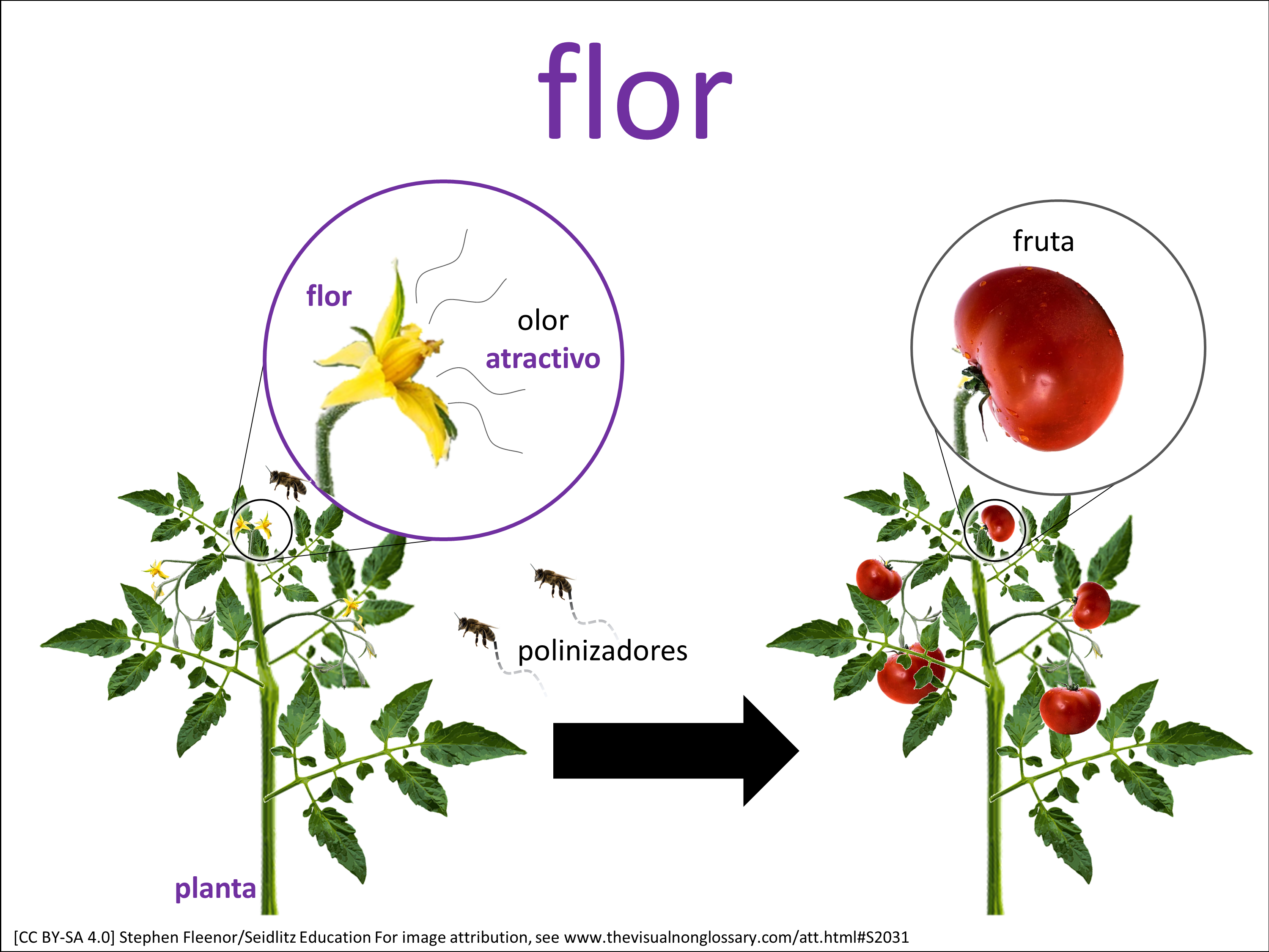 Vocab Visual