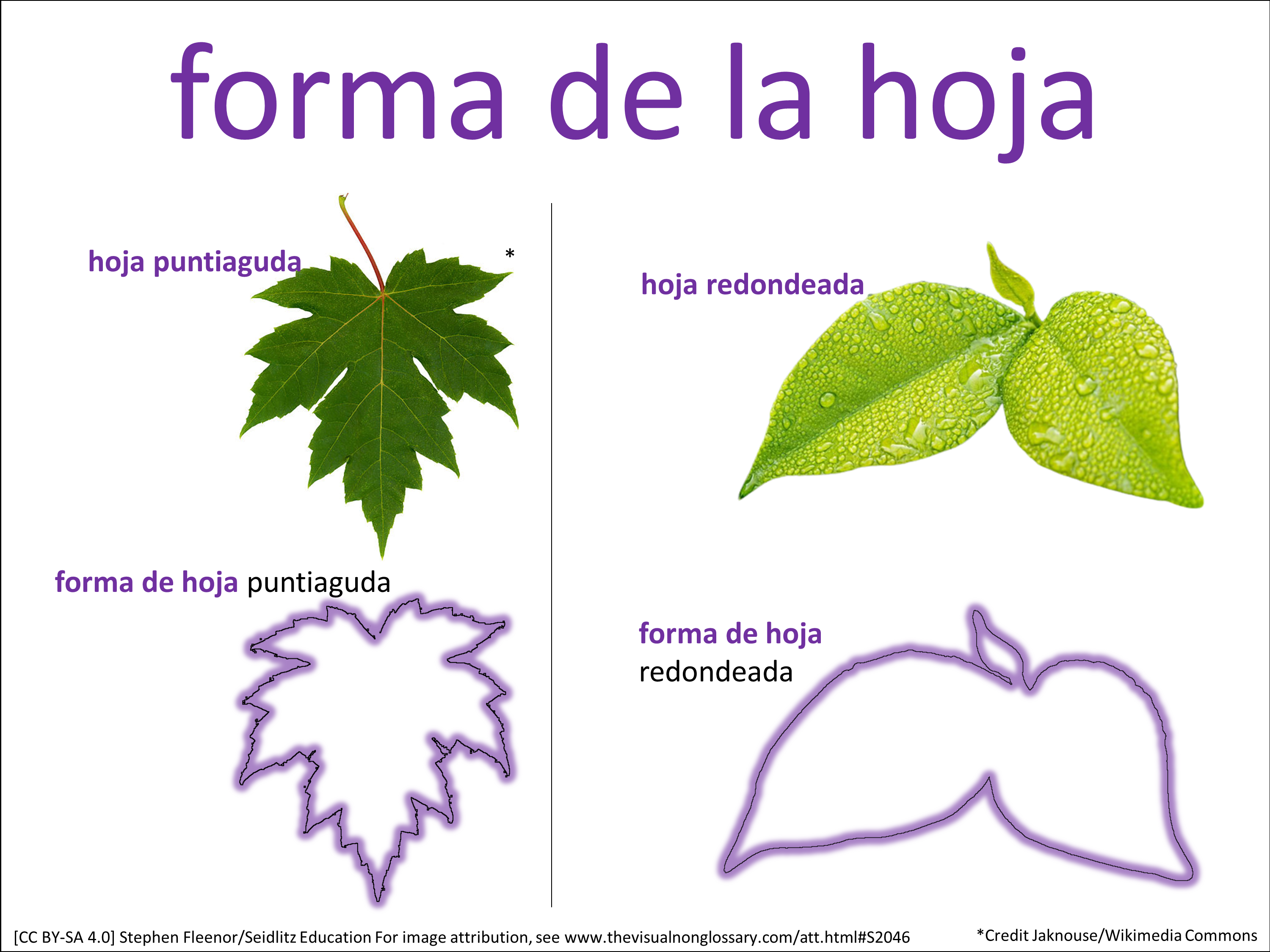 Vocab Visual