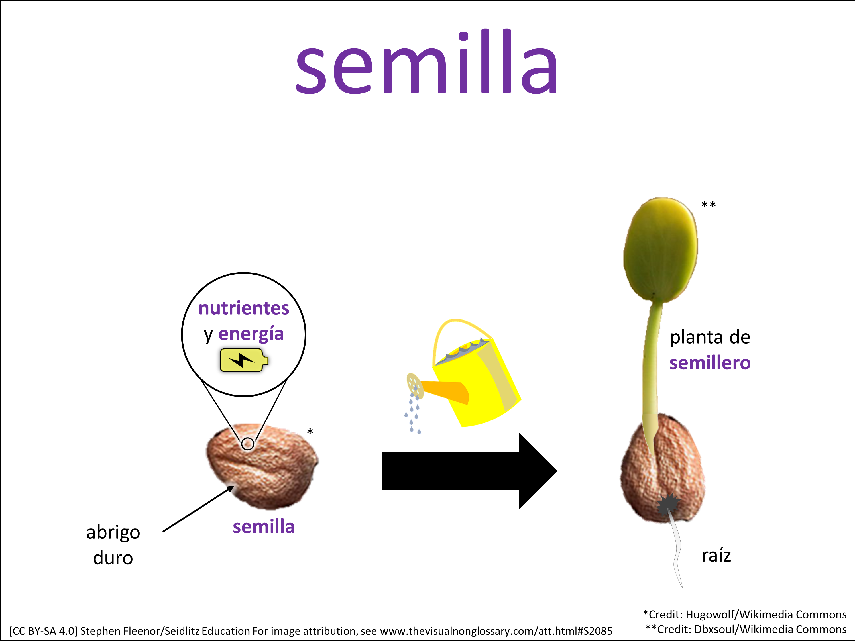 Vocab Visual