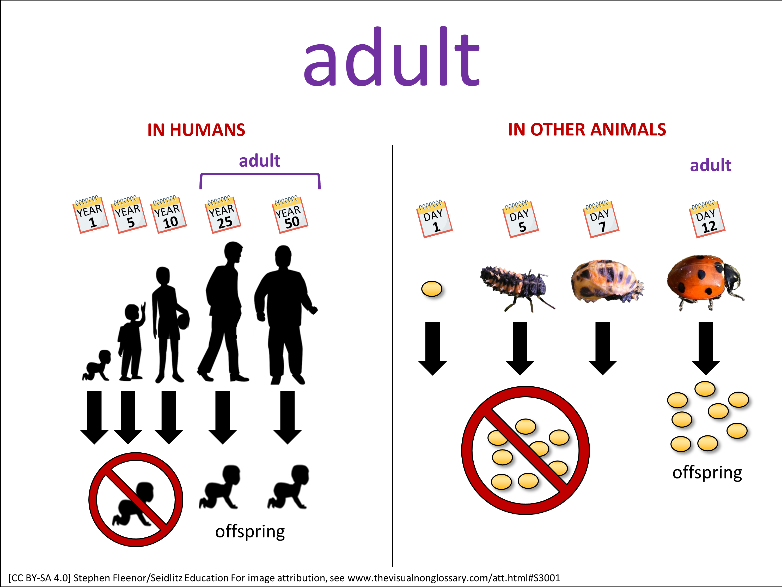 Vocab Visual
