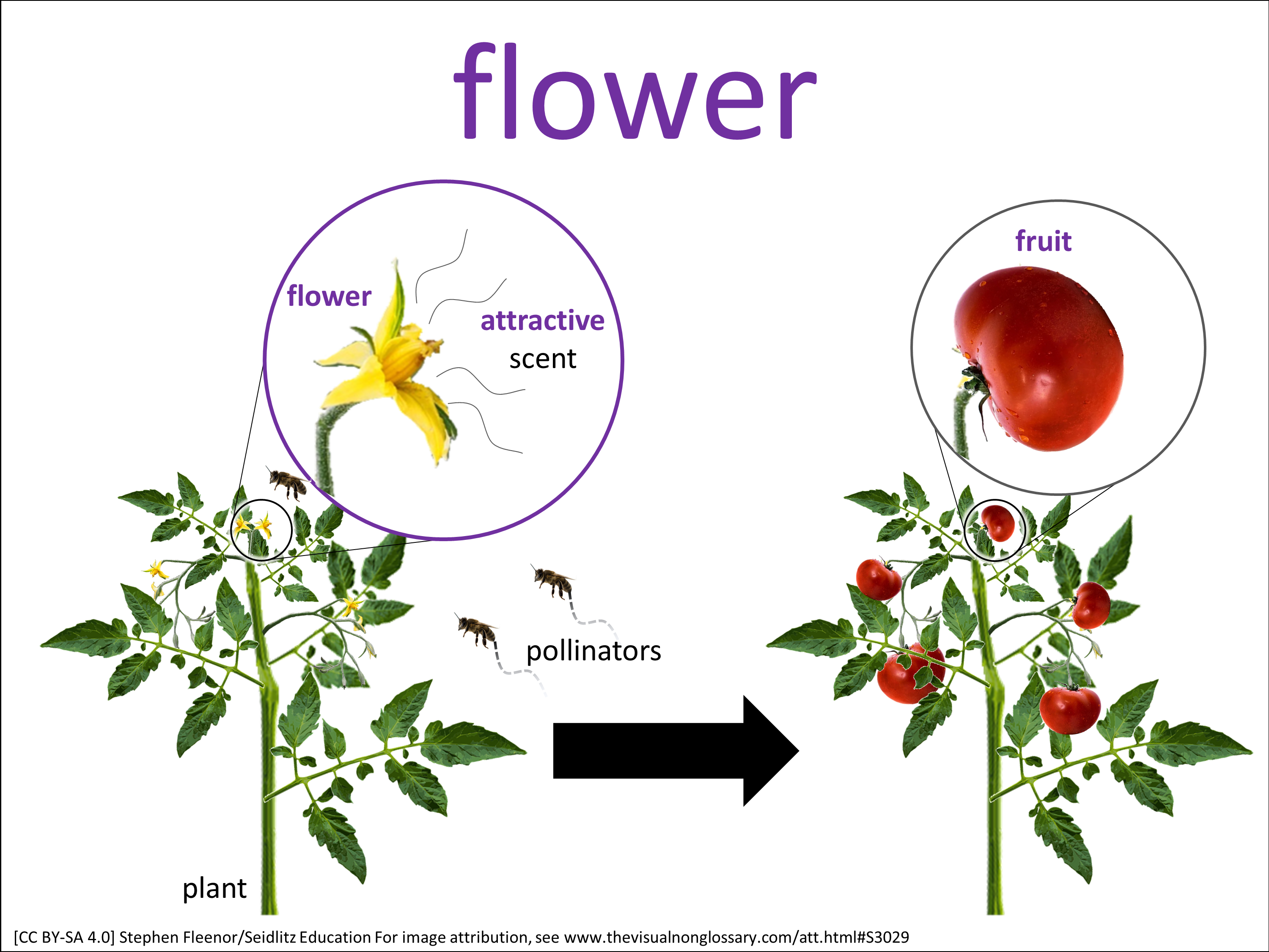 Vocab Visual
