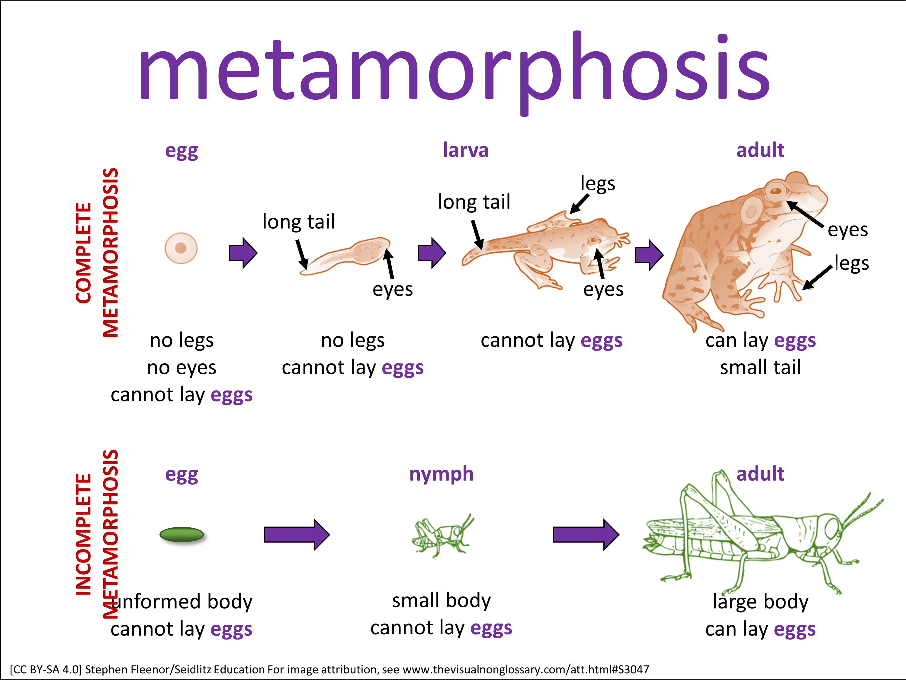 Vocab Visual