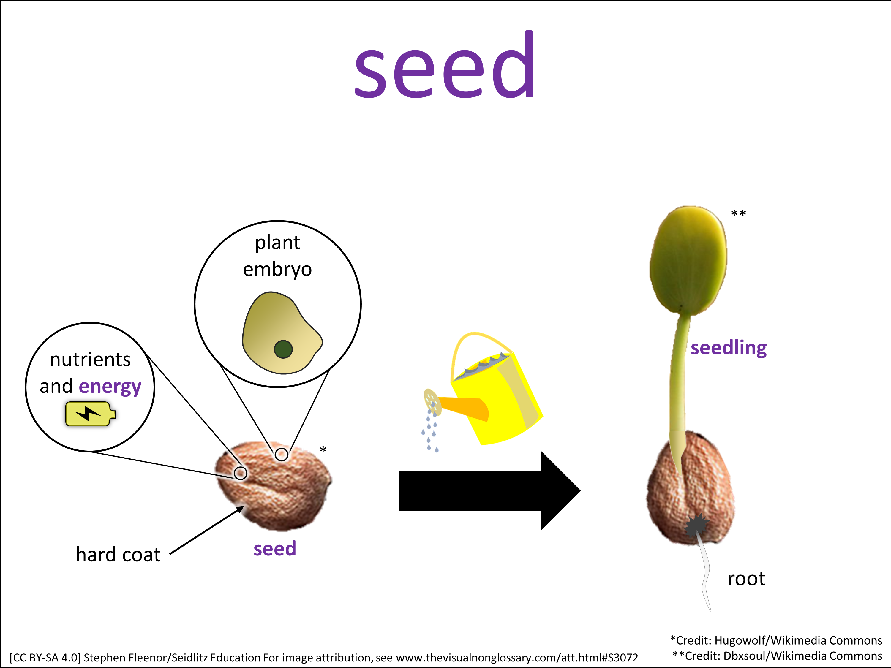 Vocab Visual