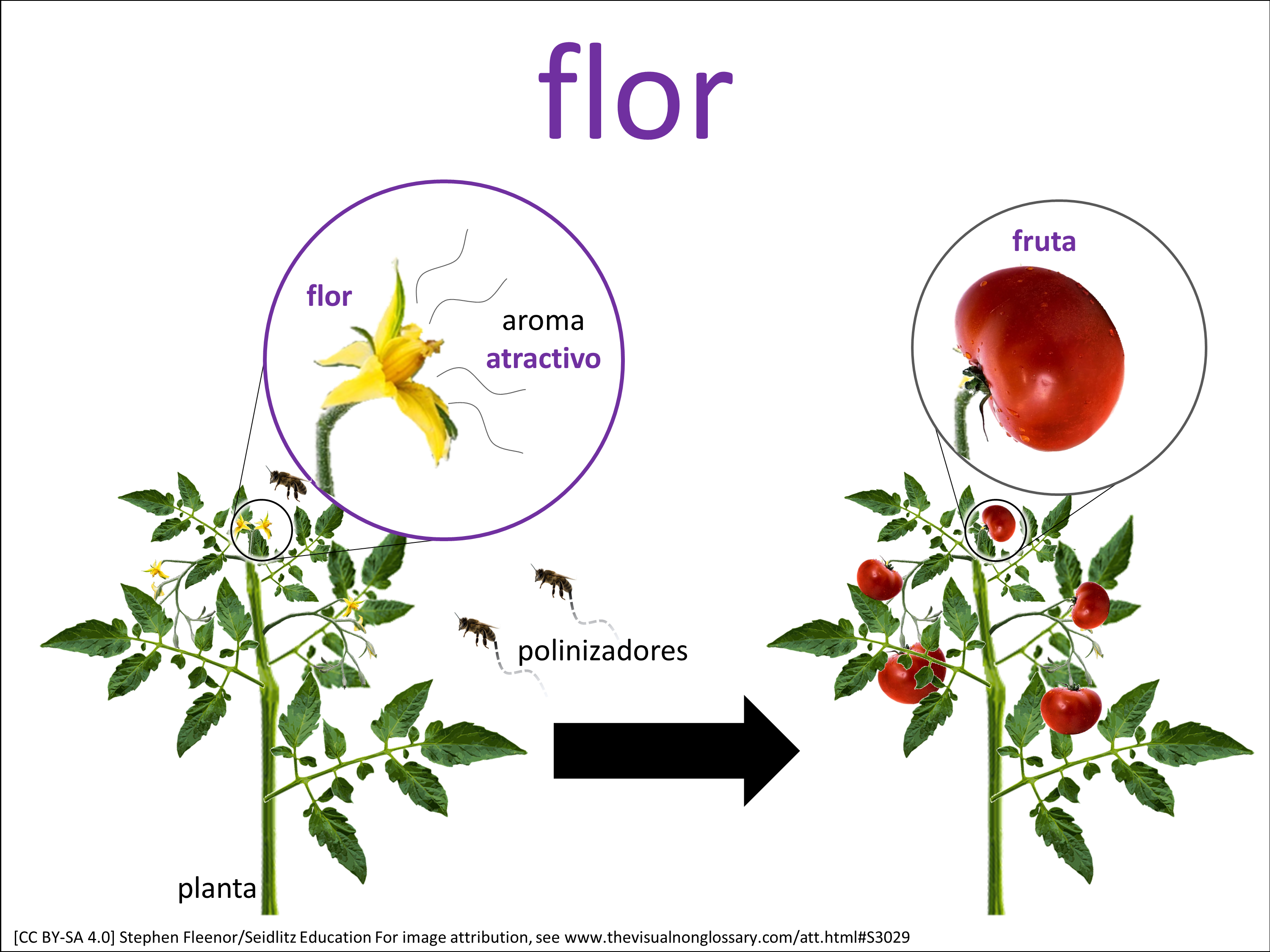 Vocab Visual