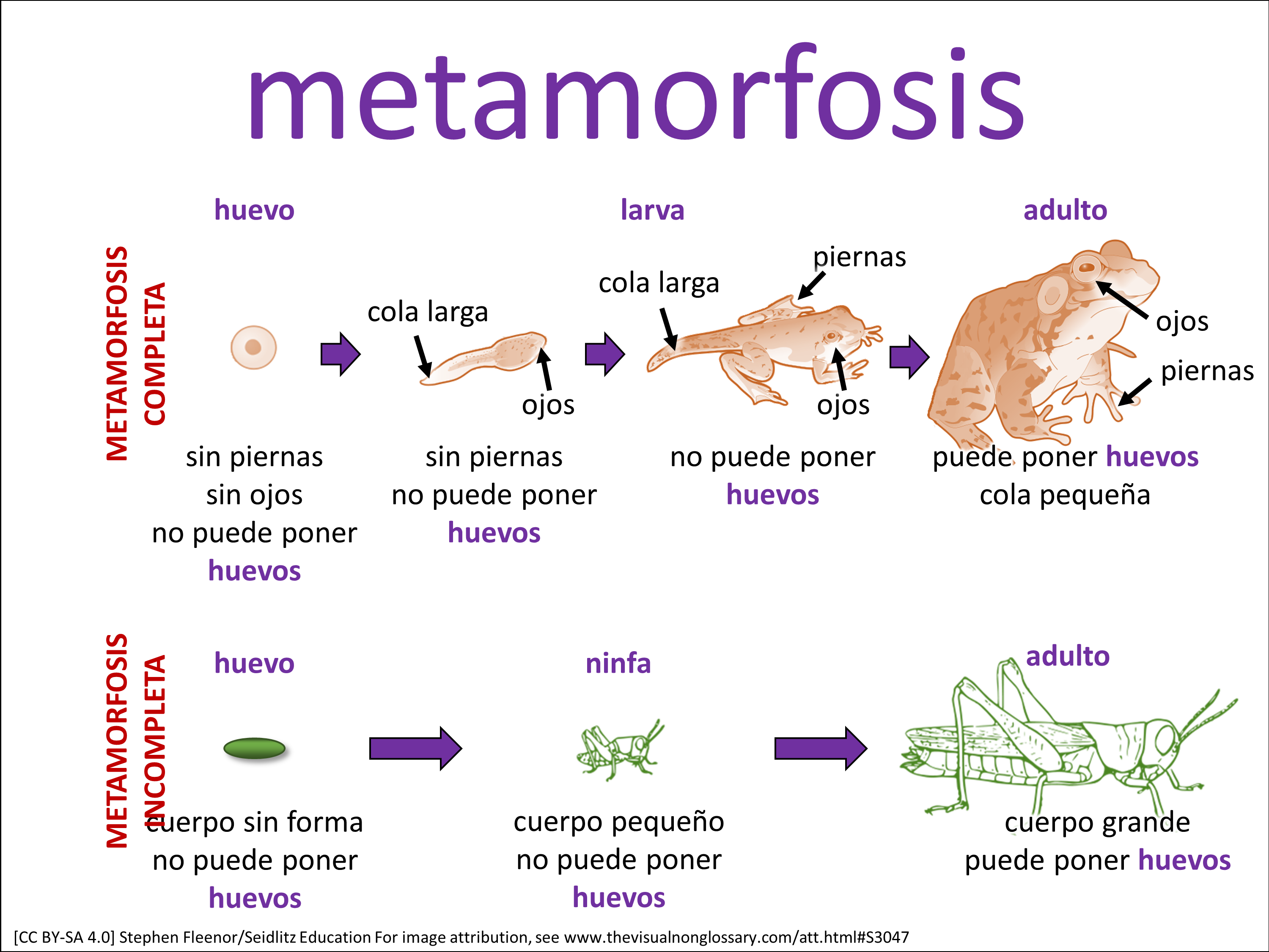 Vocab Visual
