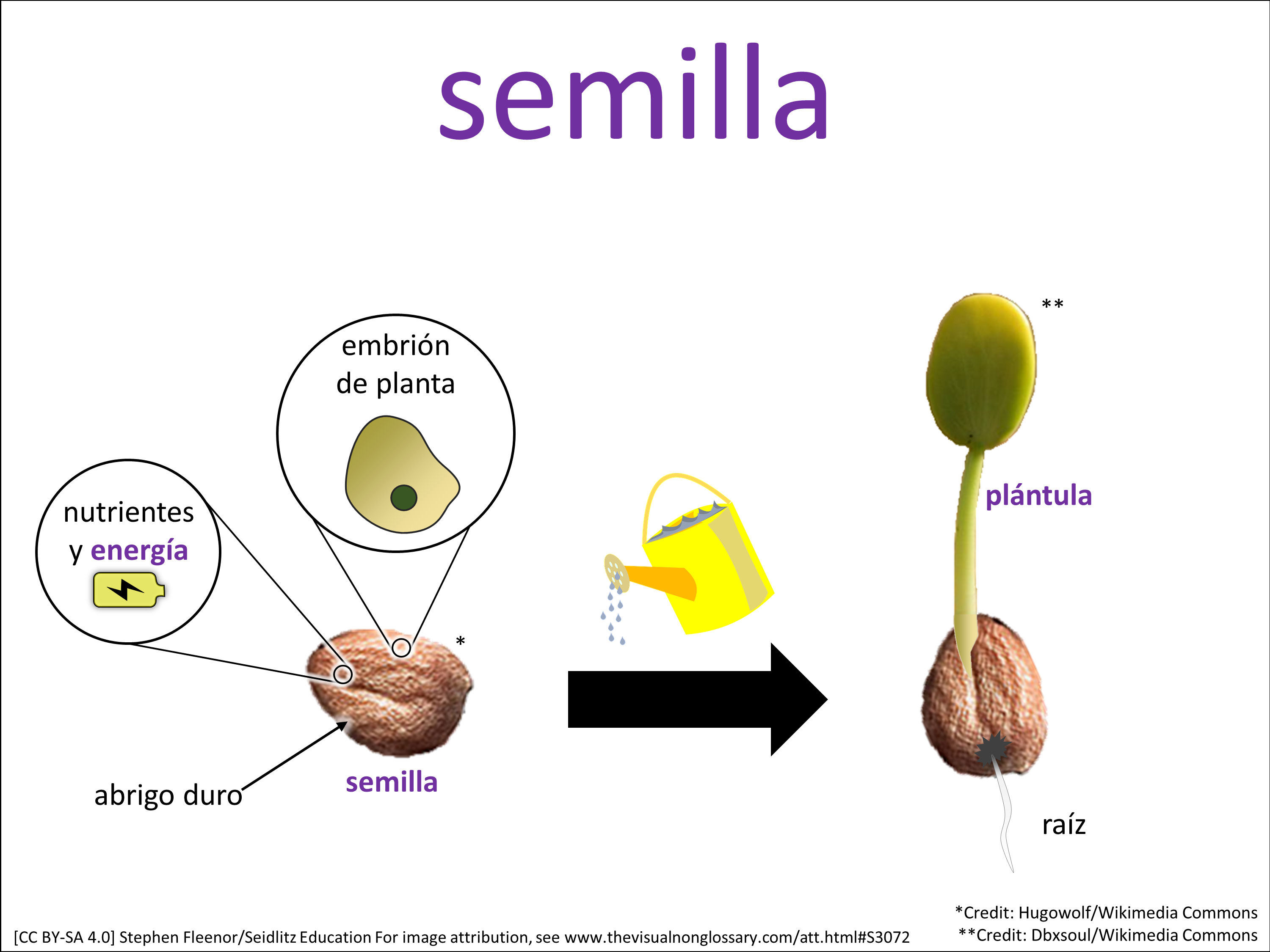 Vocab Visual