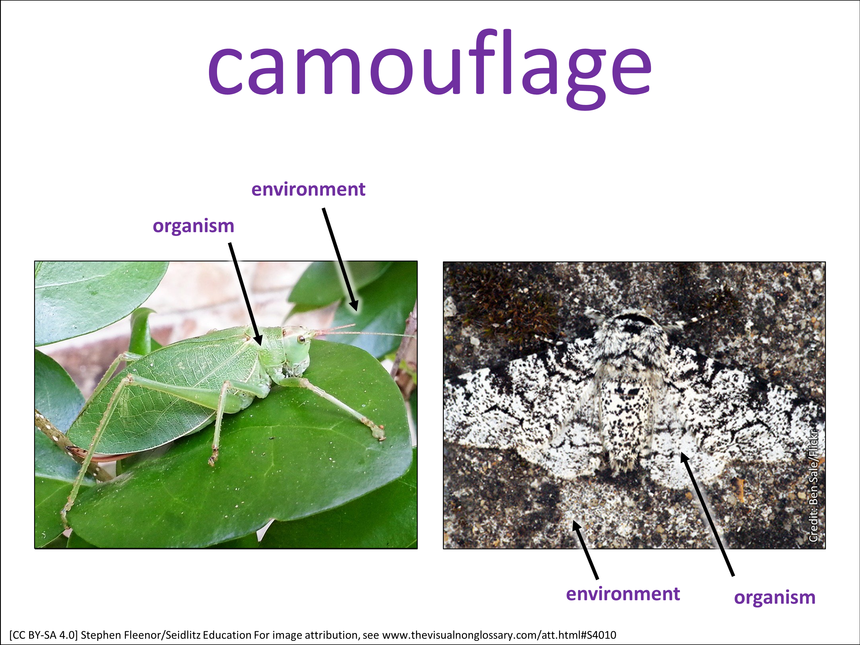 Vocab Visual