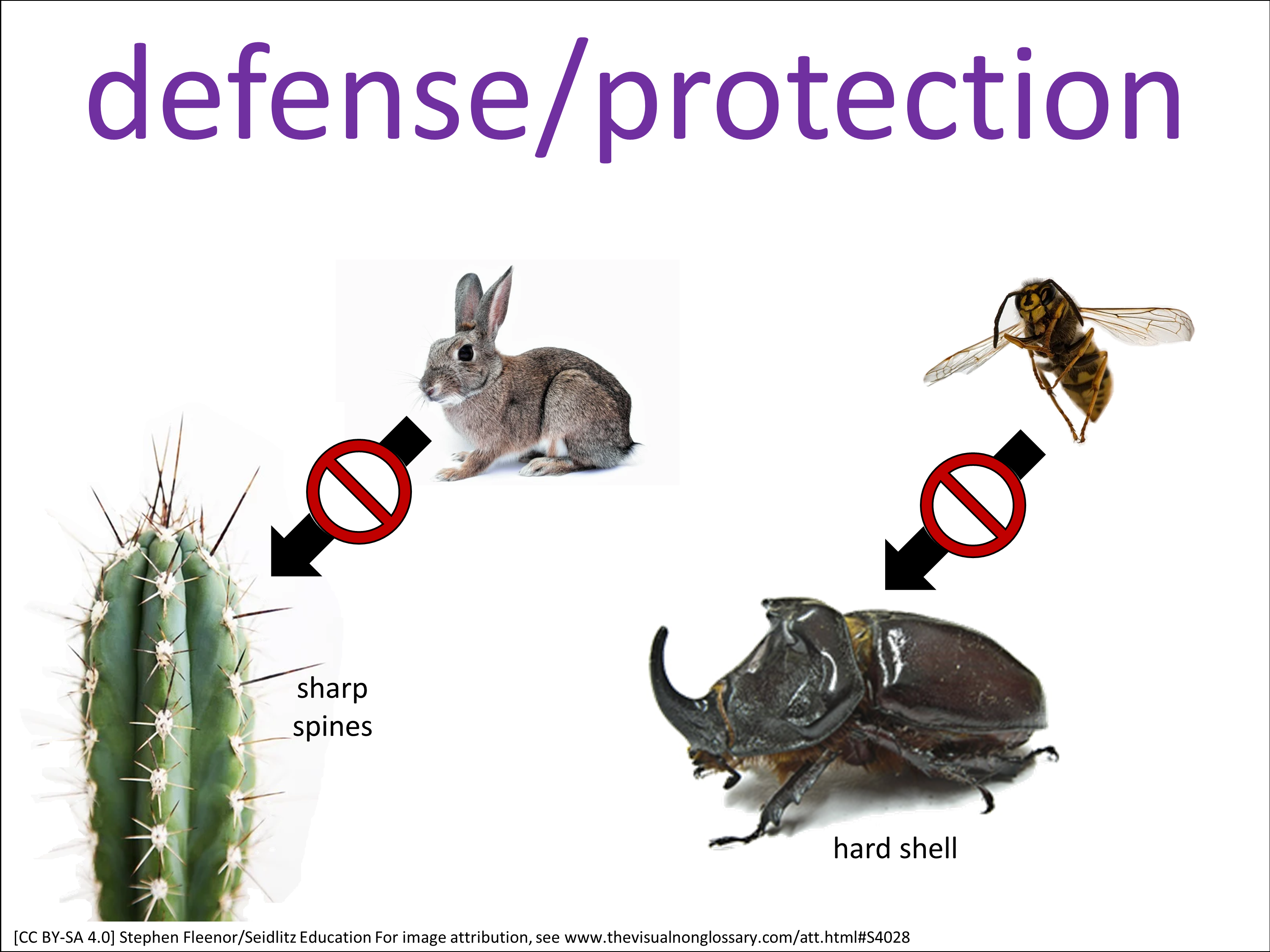 Vocab Visual
