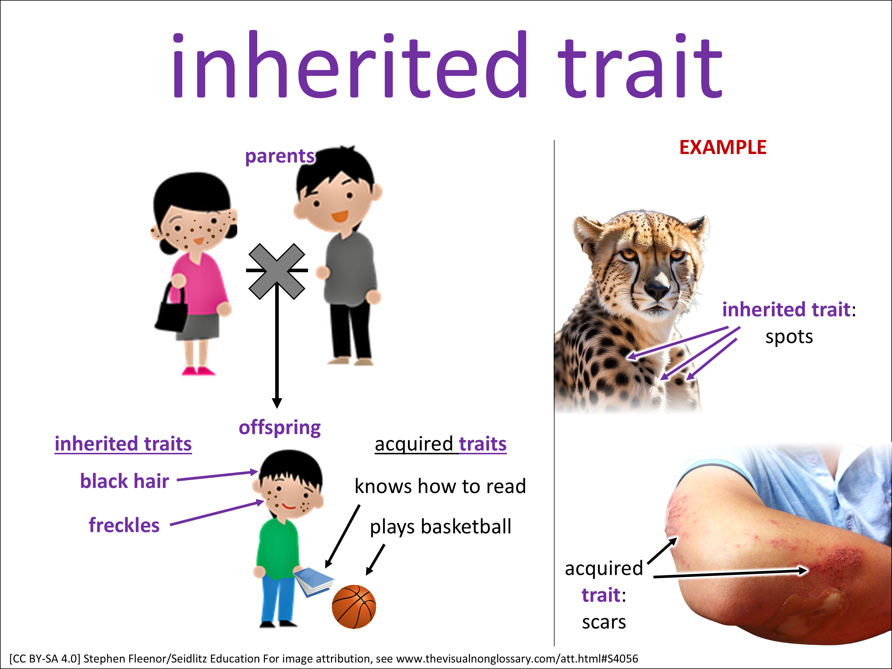 Vocab Visual