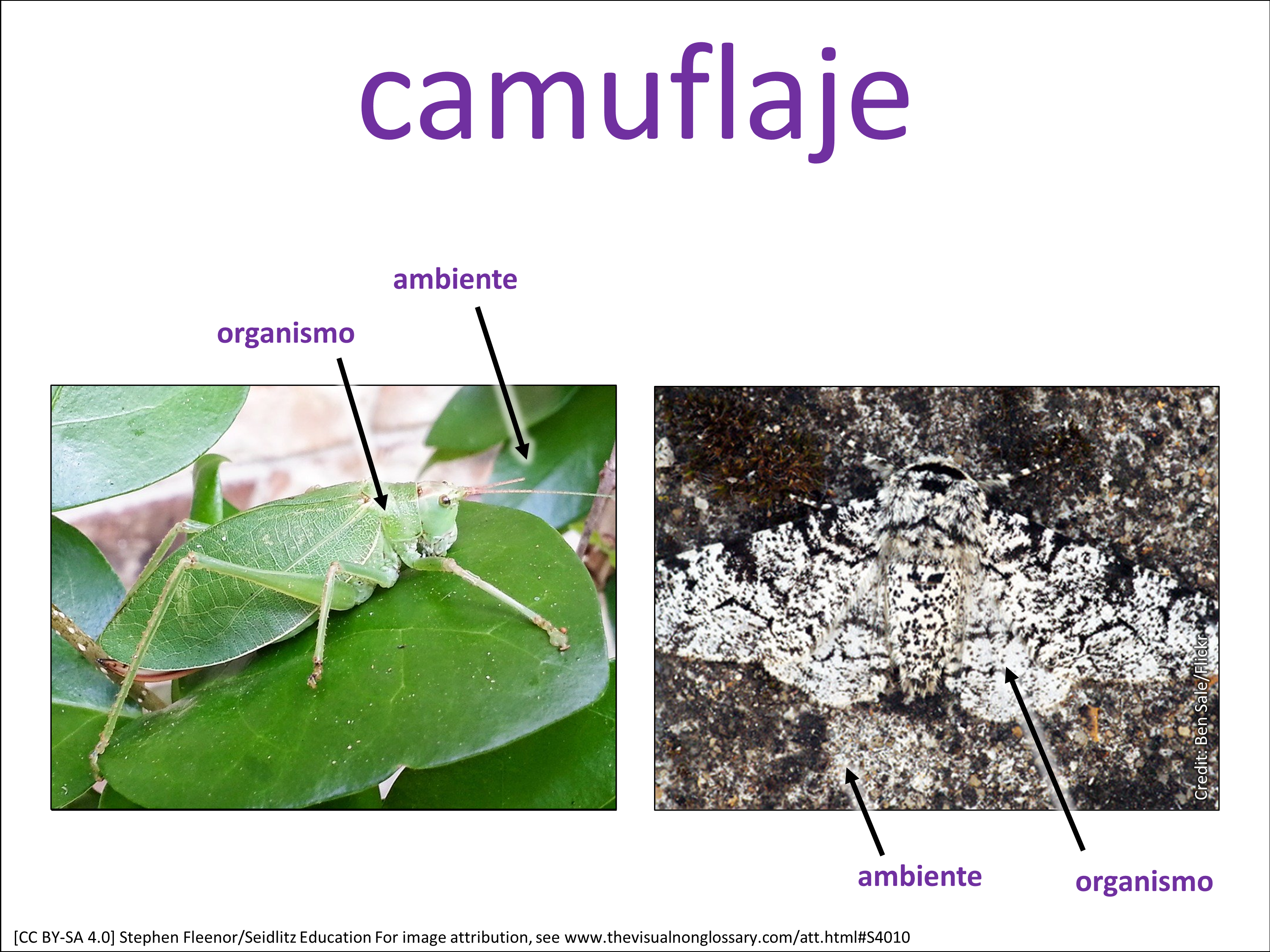 Vocab Visual