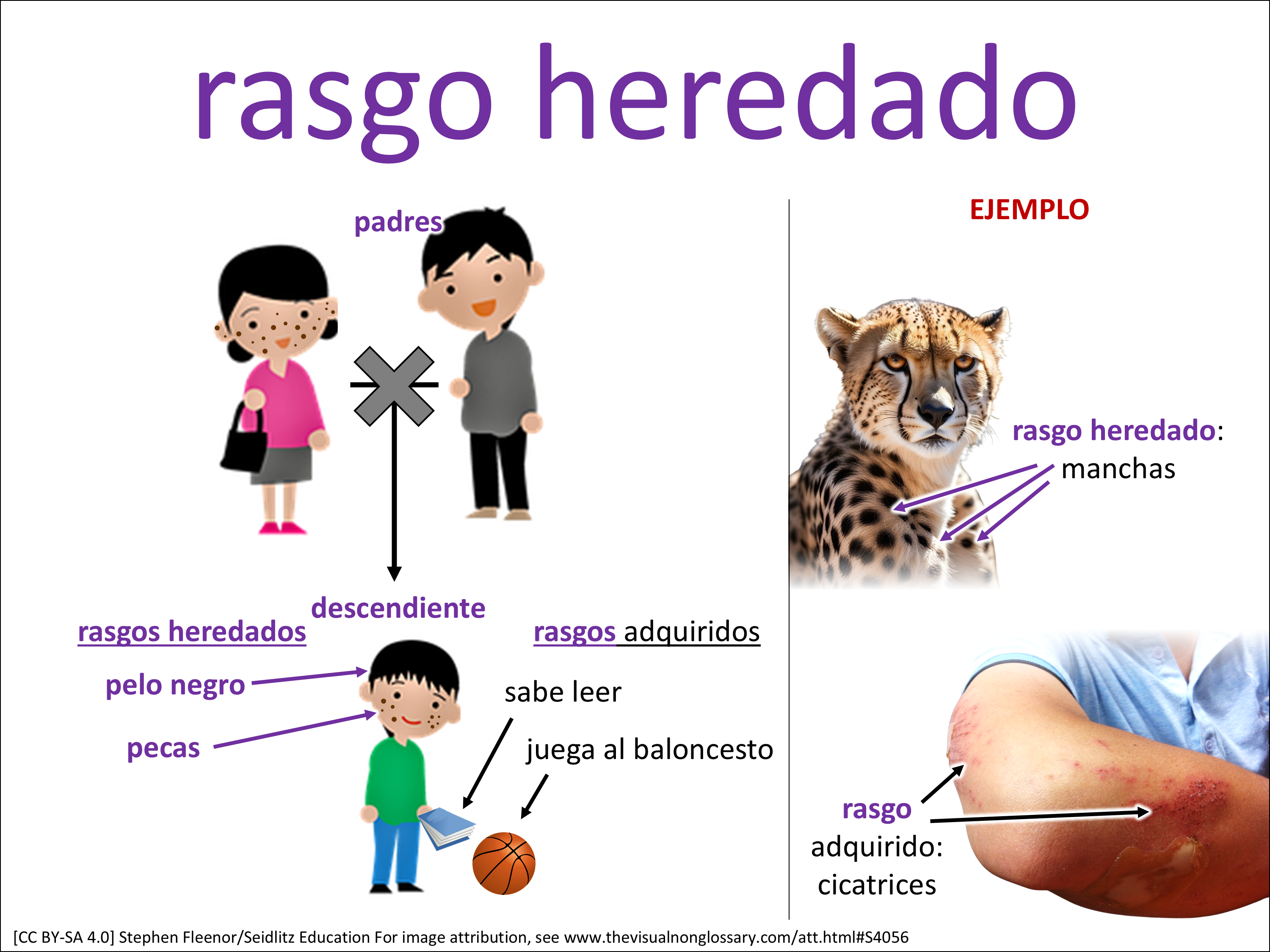 Vocab Visual