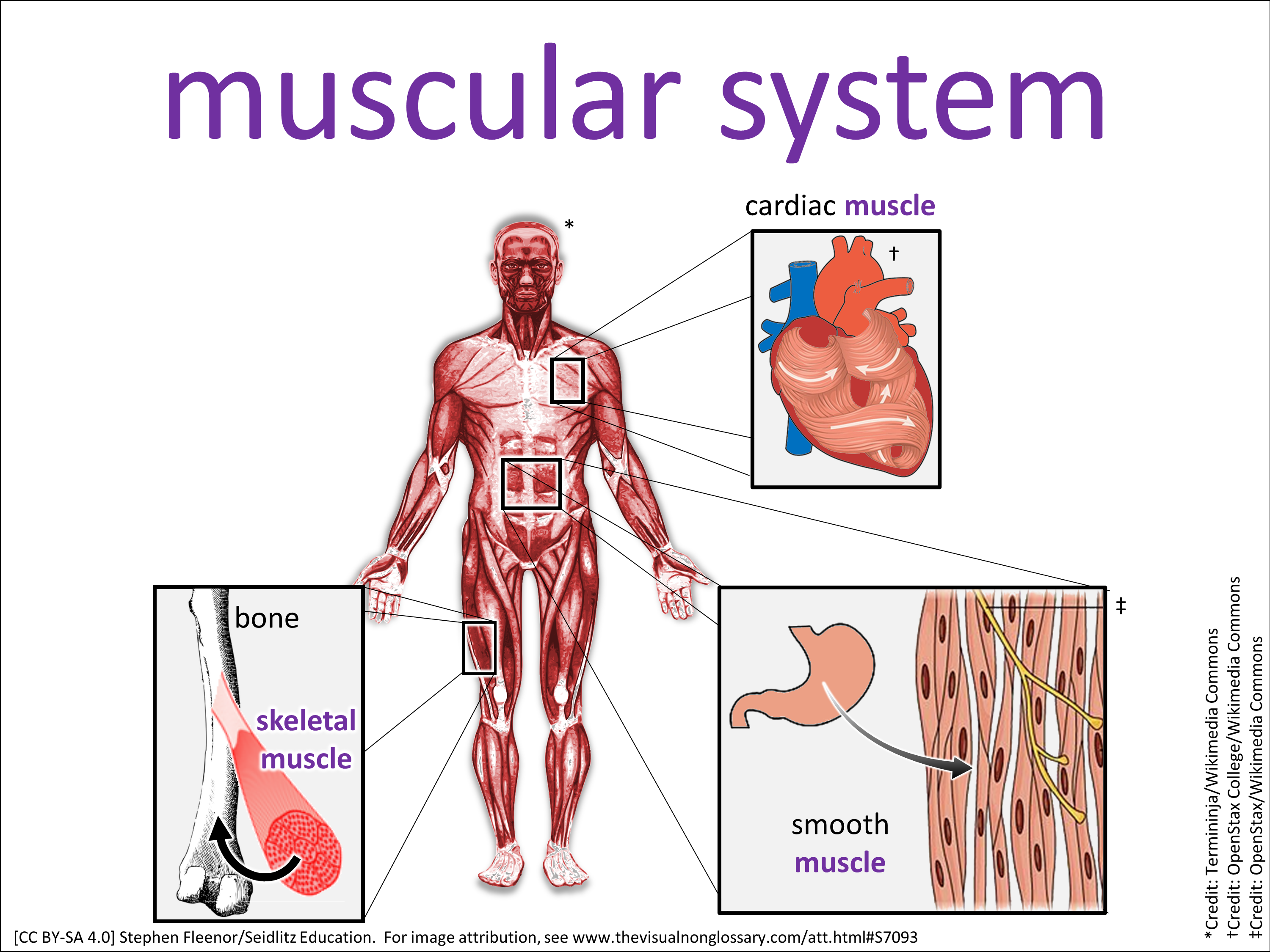 Vocab Visual