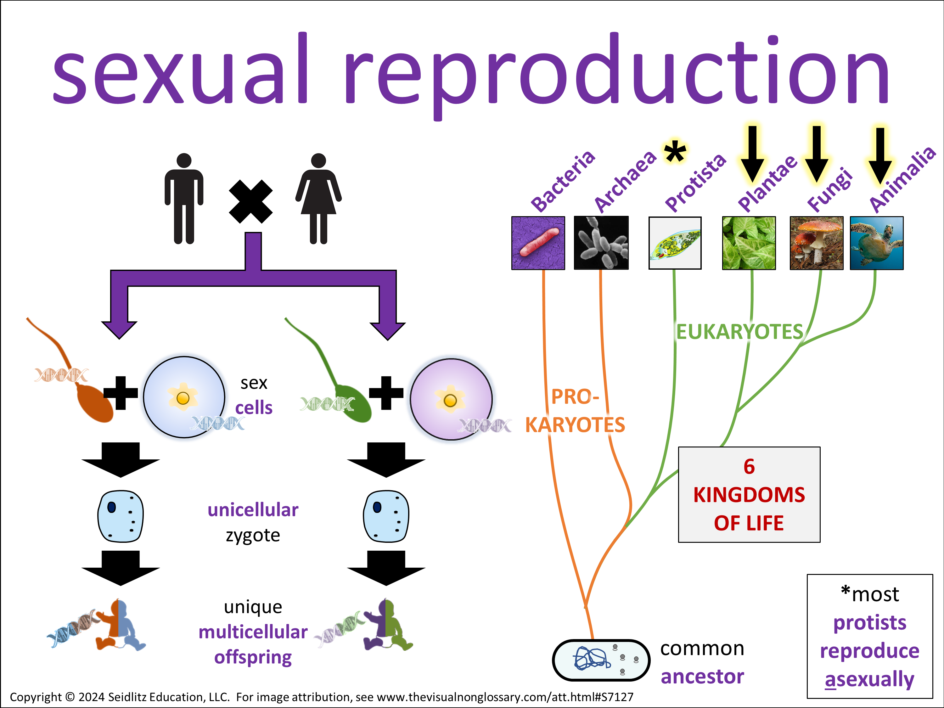 Vocab Visual
