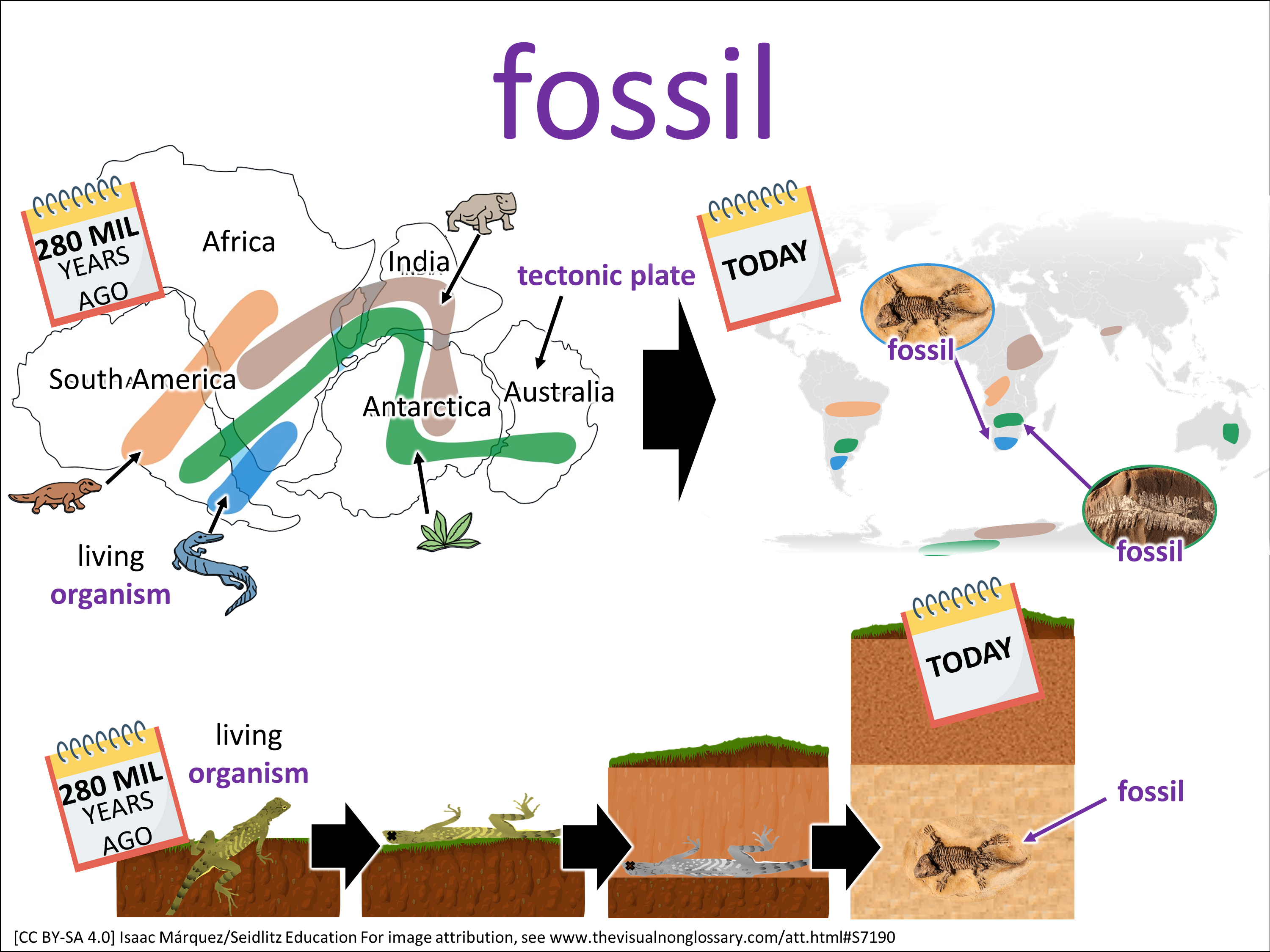 Vocab Visual