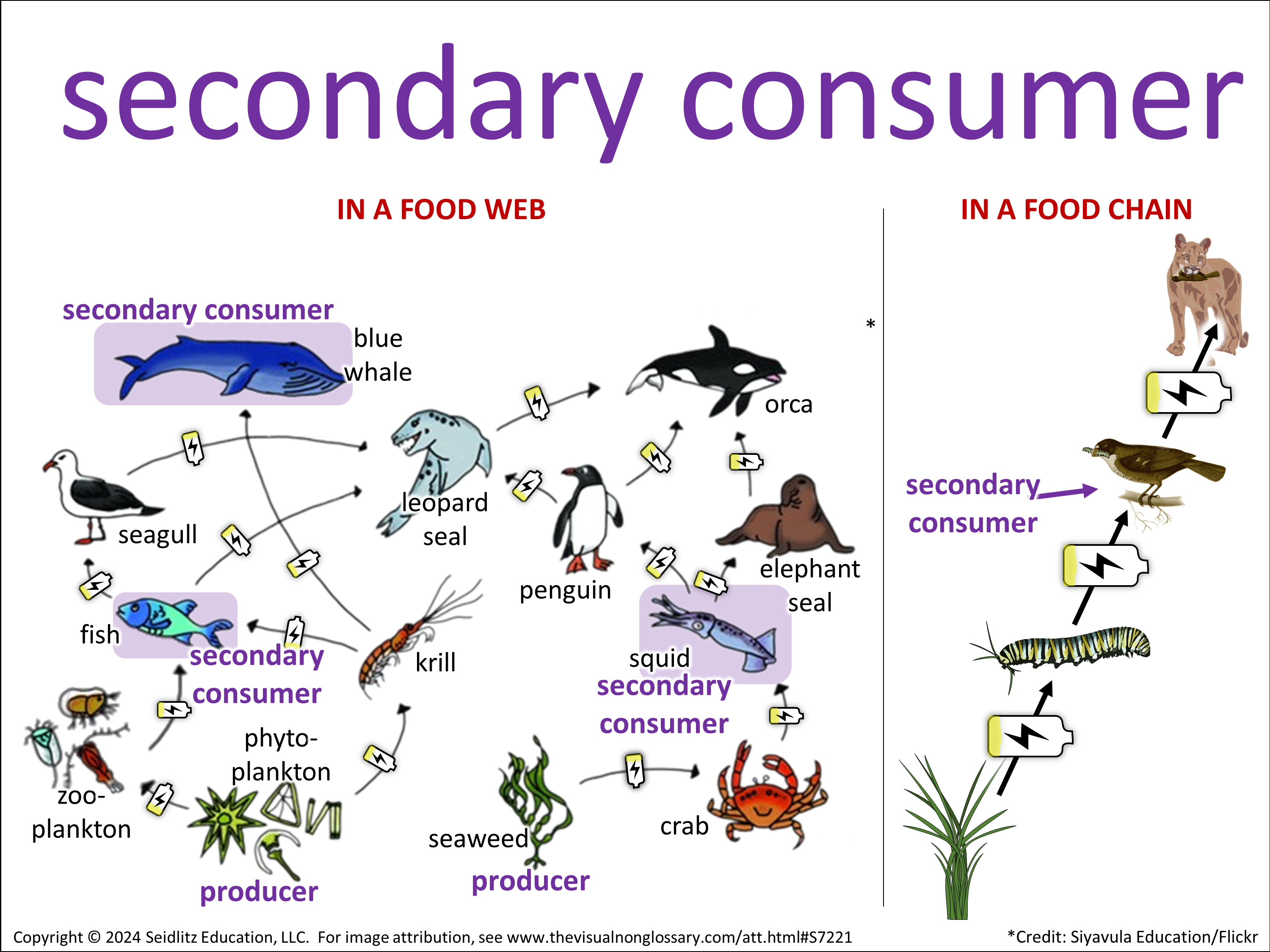 Vocab Visual
