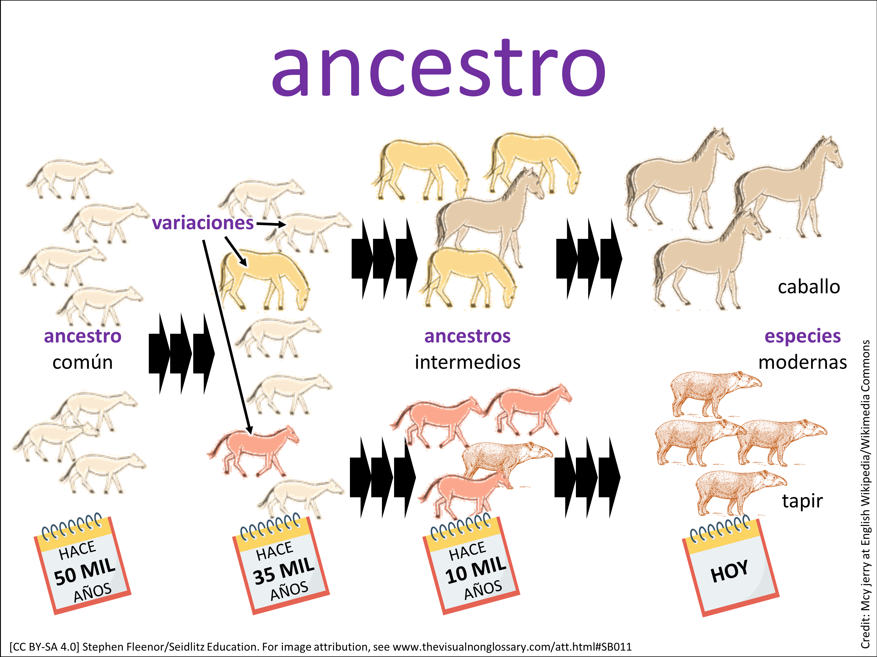 Vocab Visual
