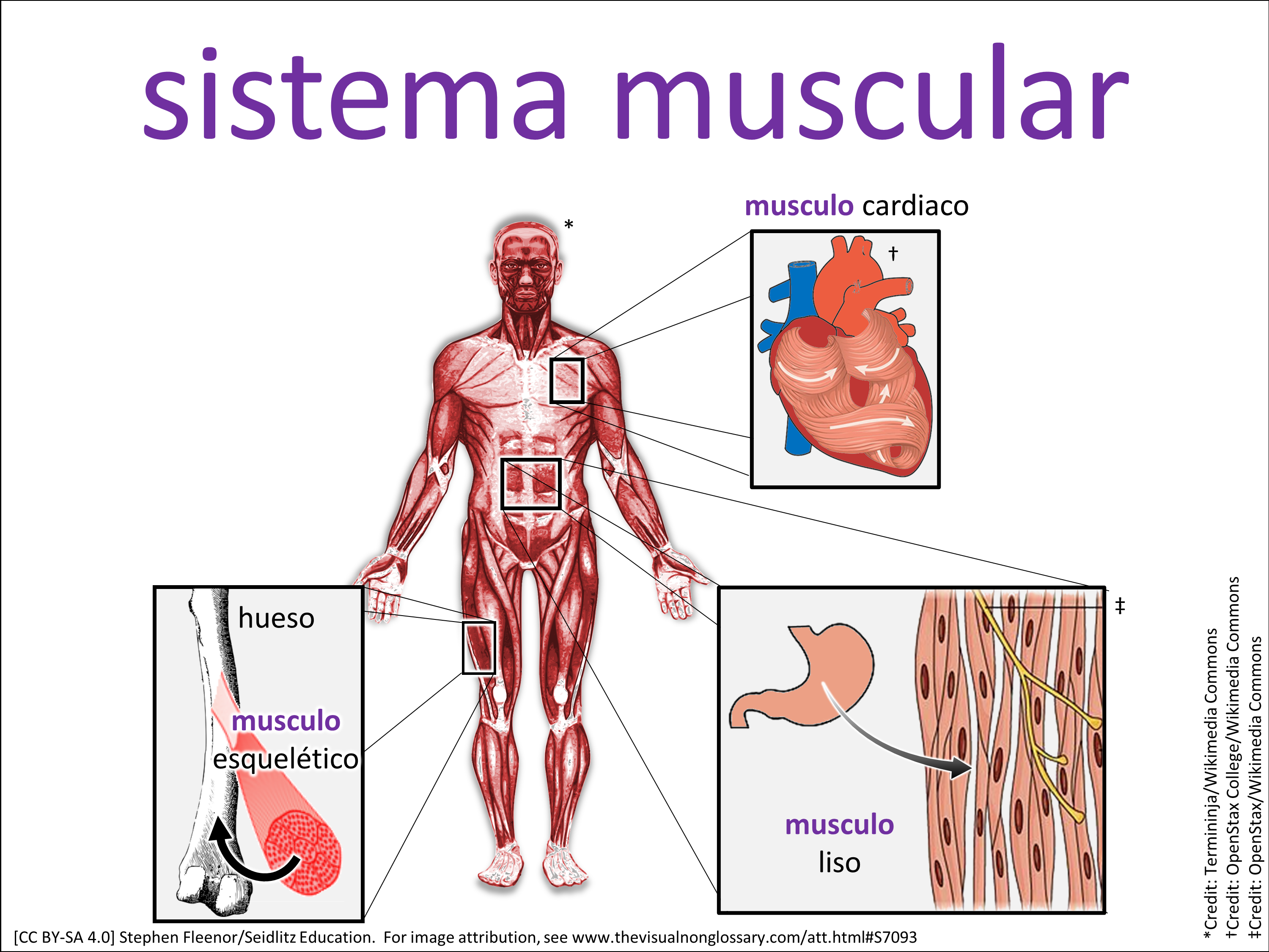 Vocab Visual