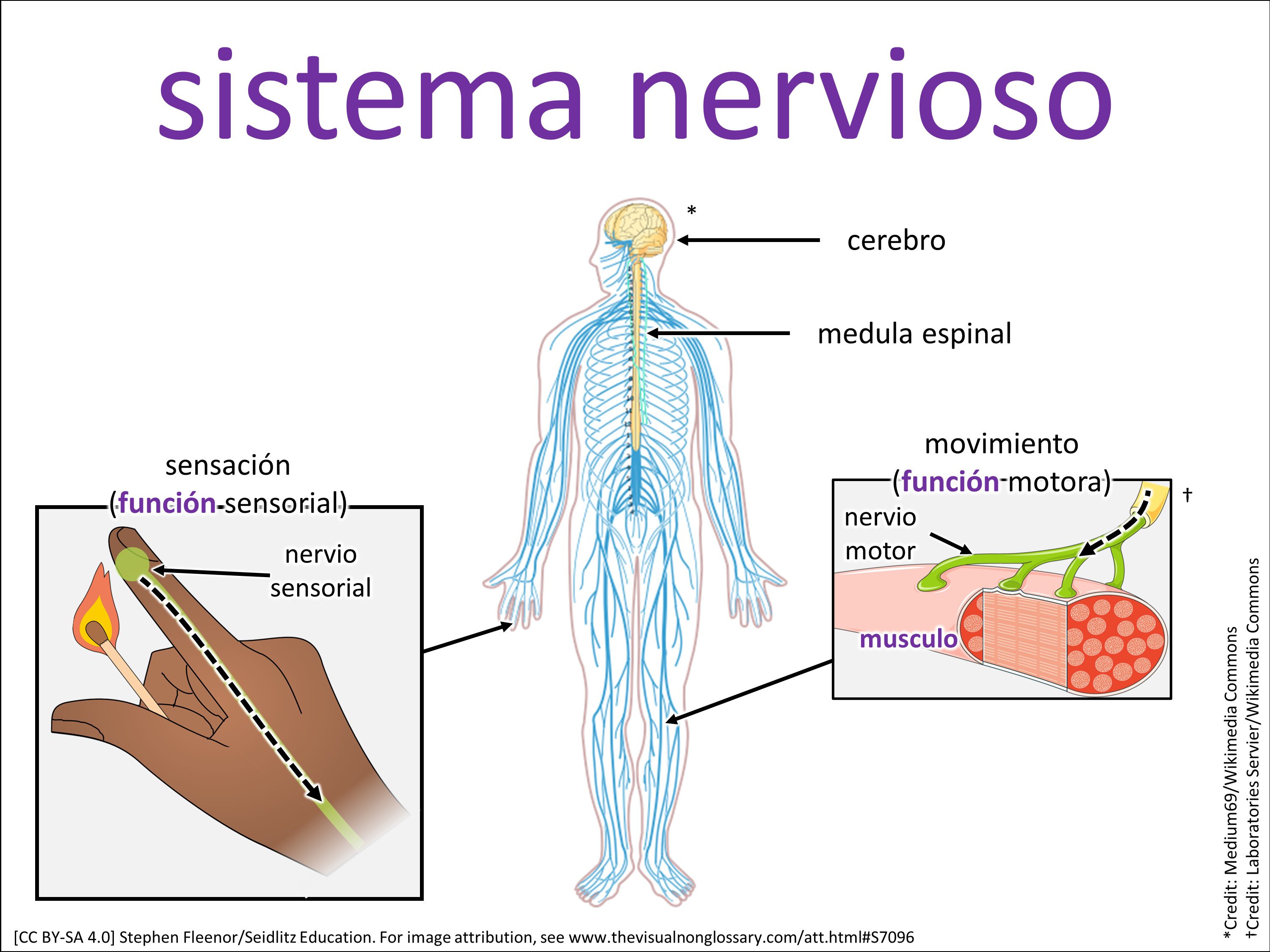 Vocab Visual