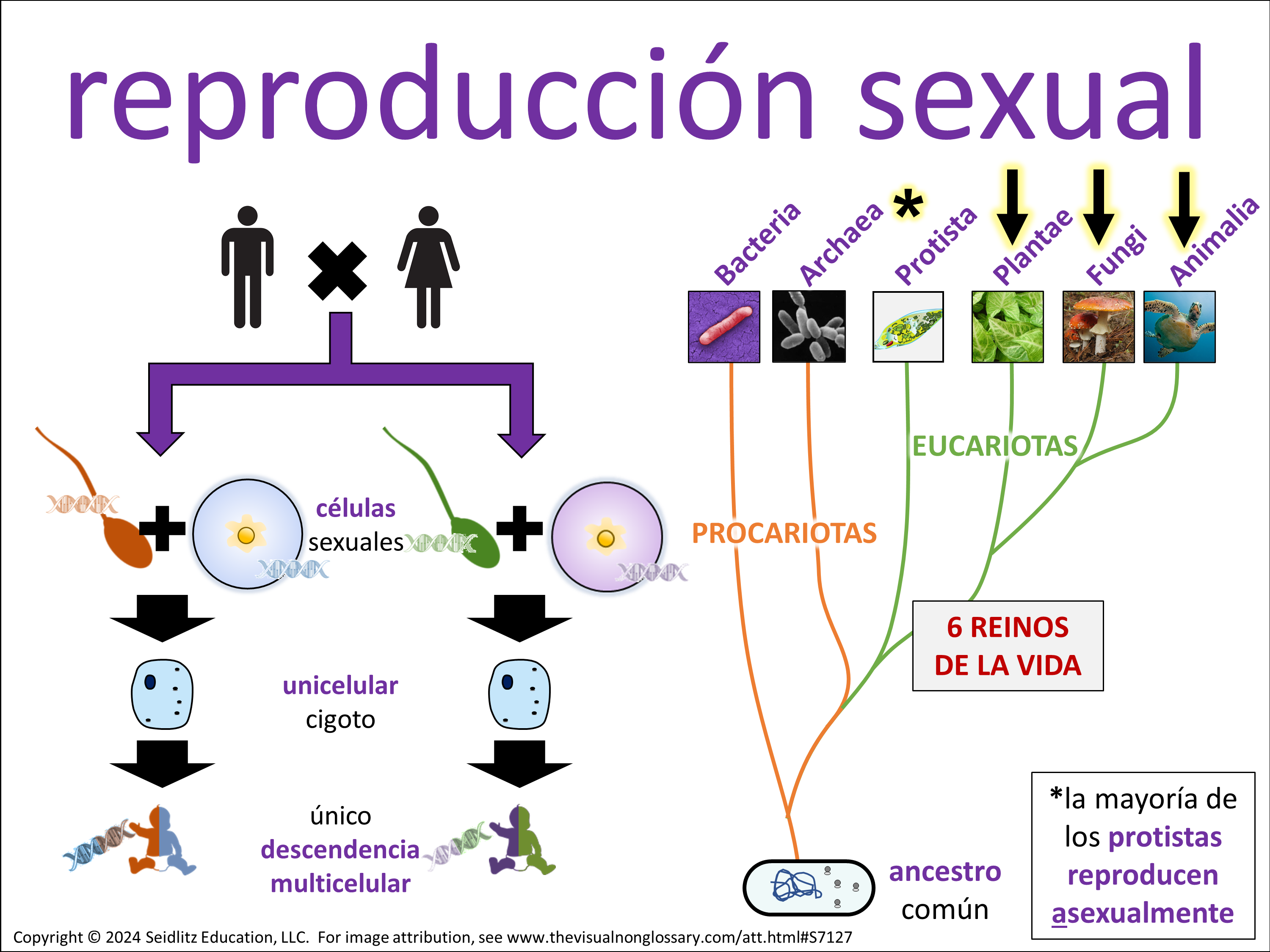 Vocab Visual