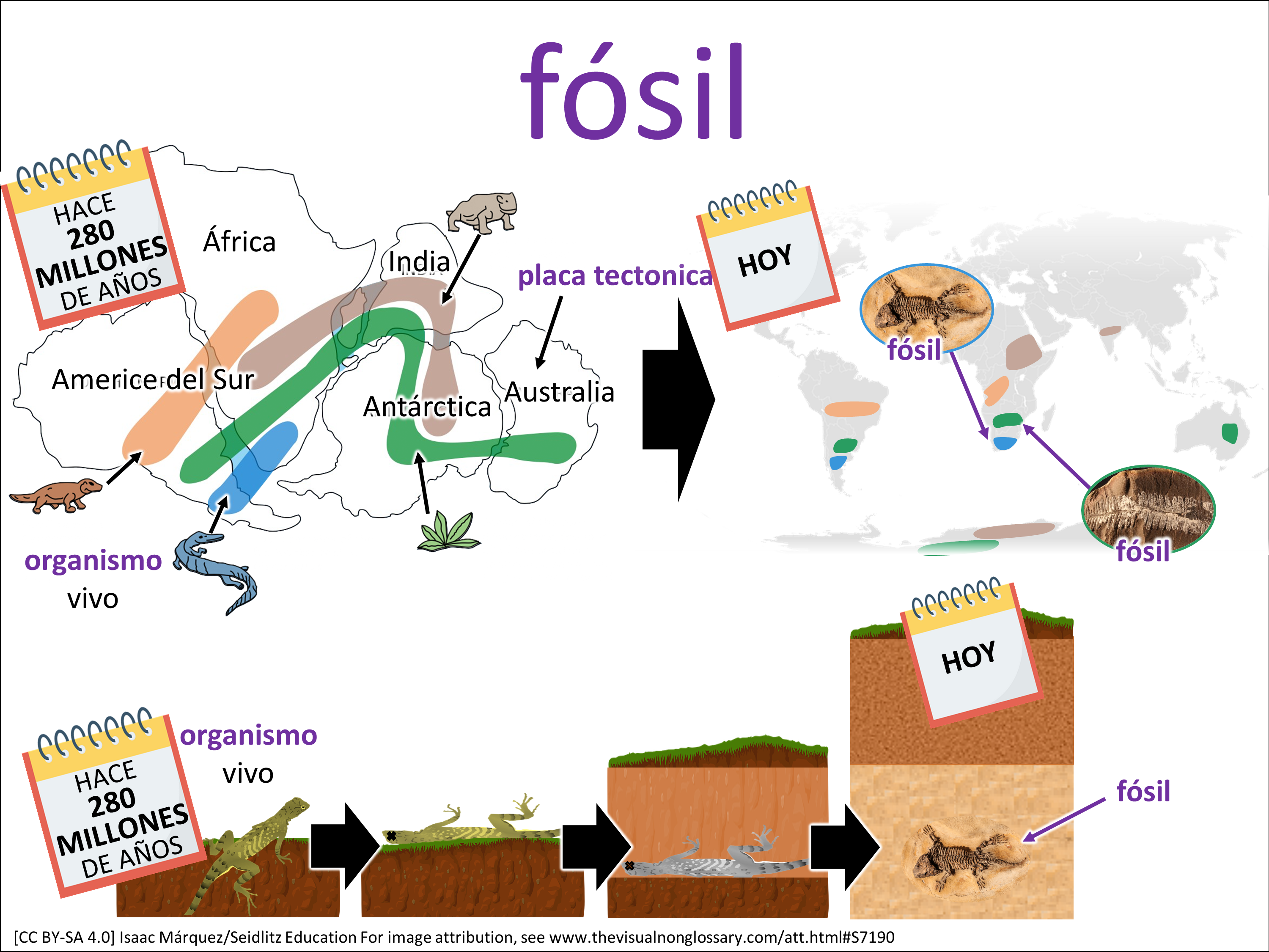 Vocab Visual