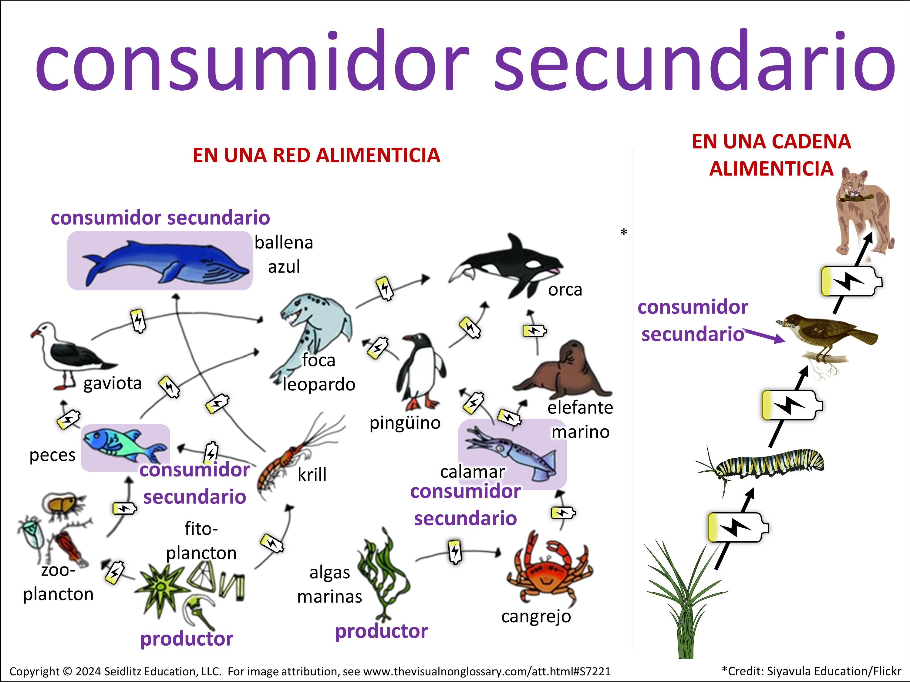 Vocab Visual