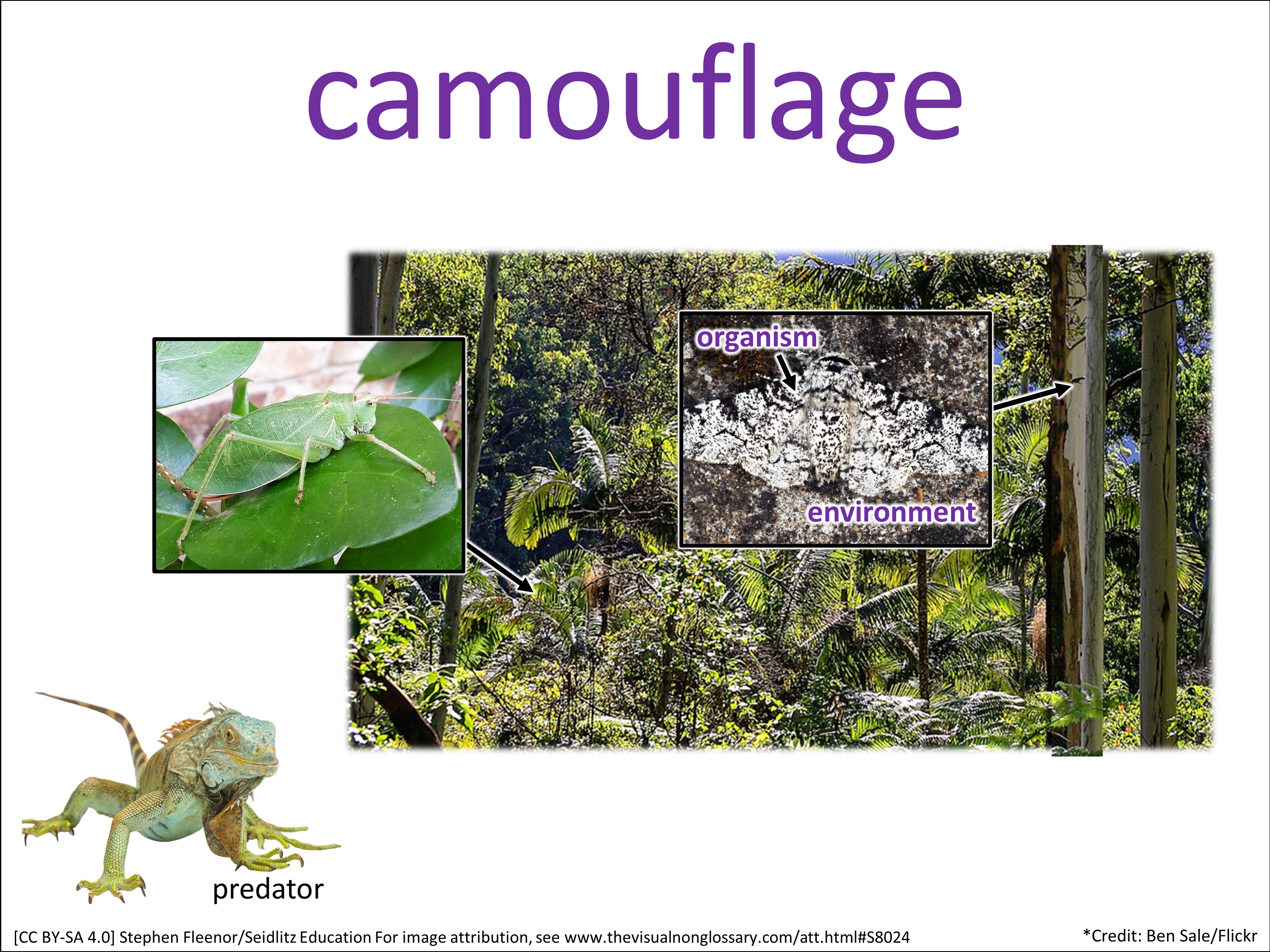 Vocab Visual