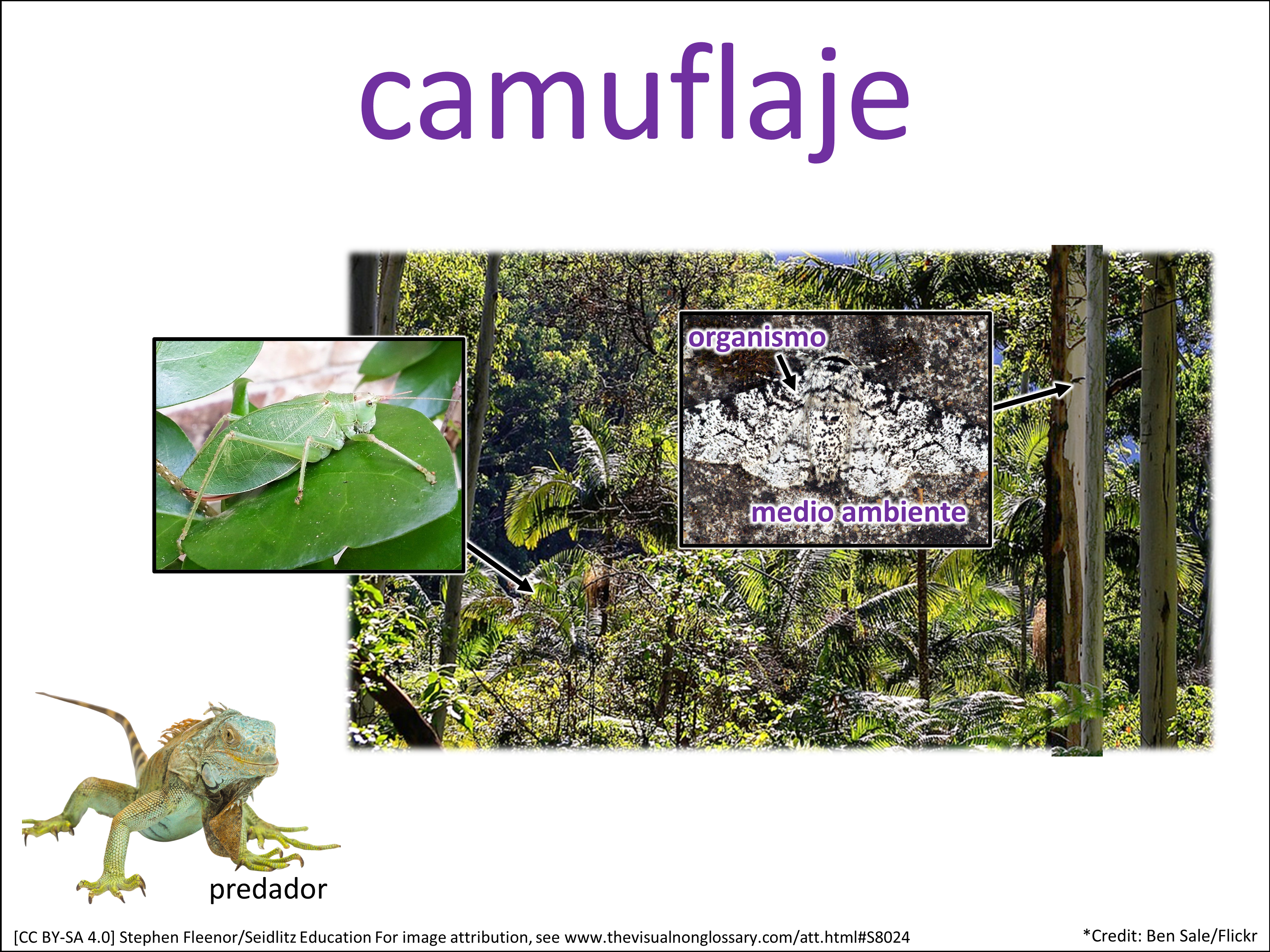 Vocab Visual