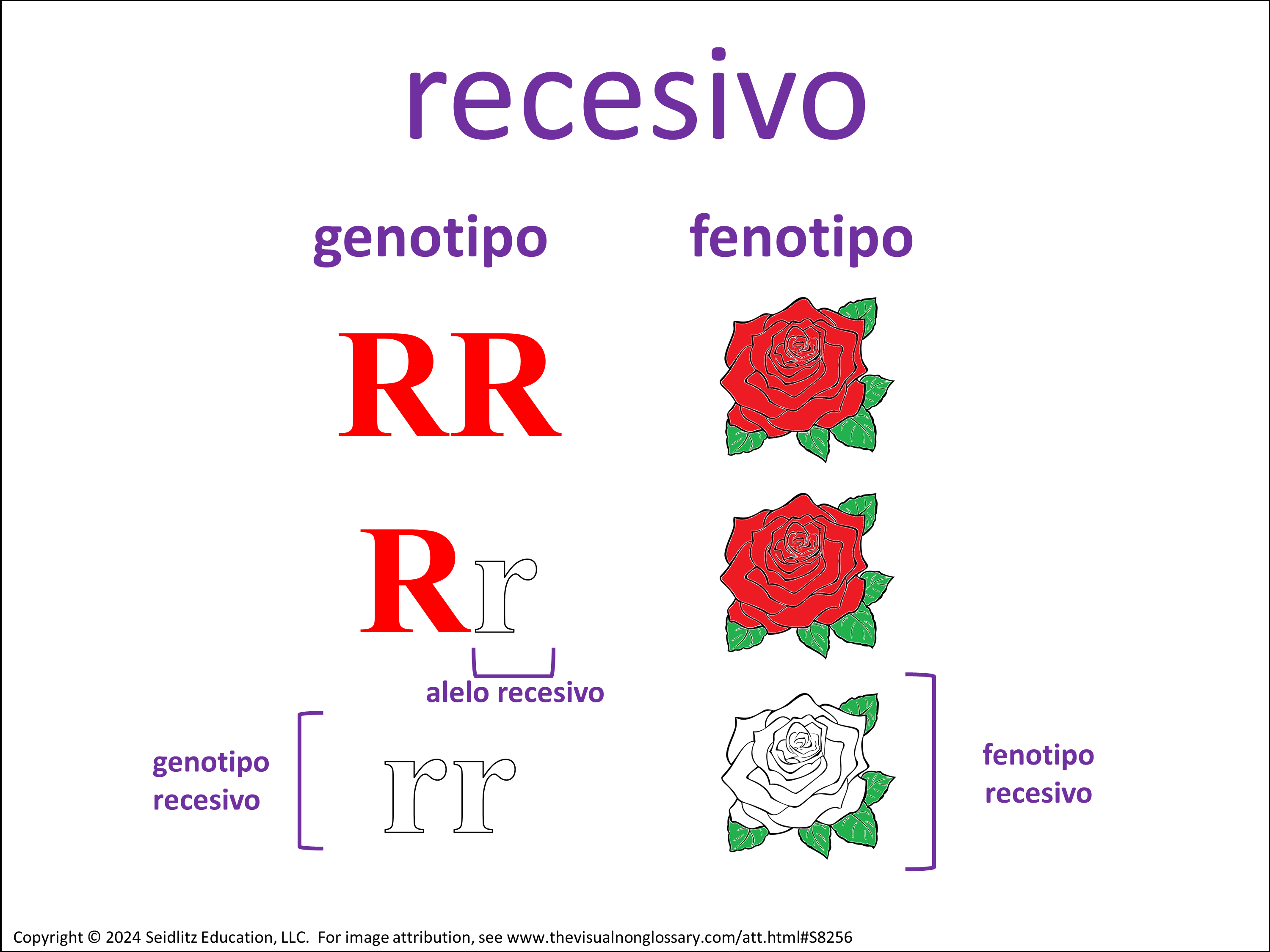 Vocab Visual