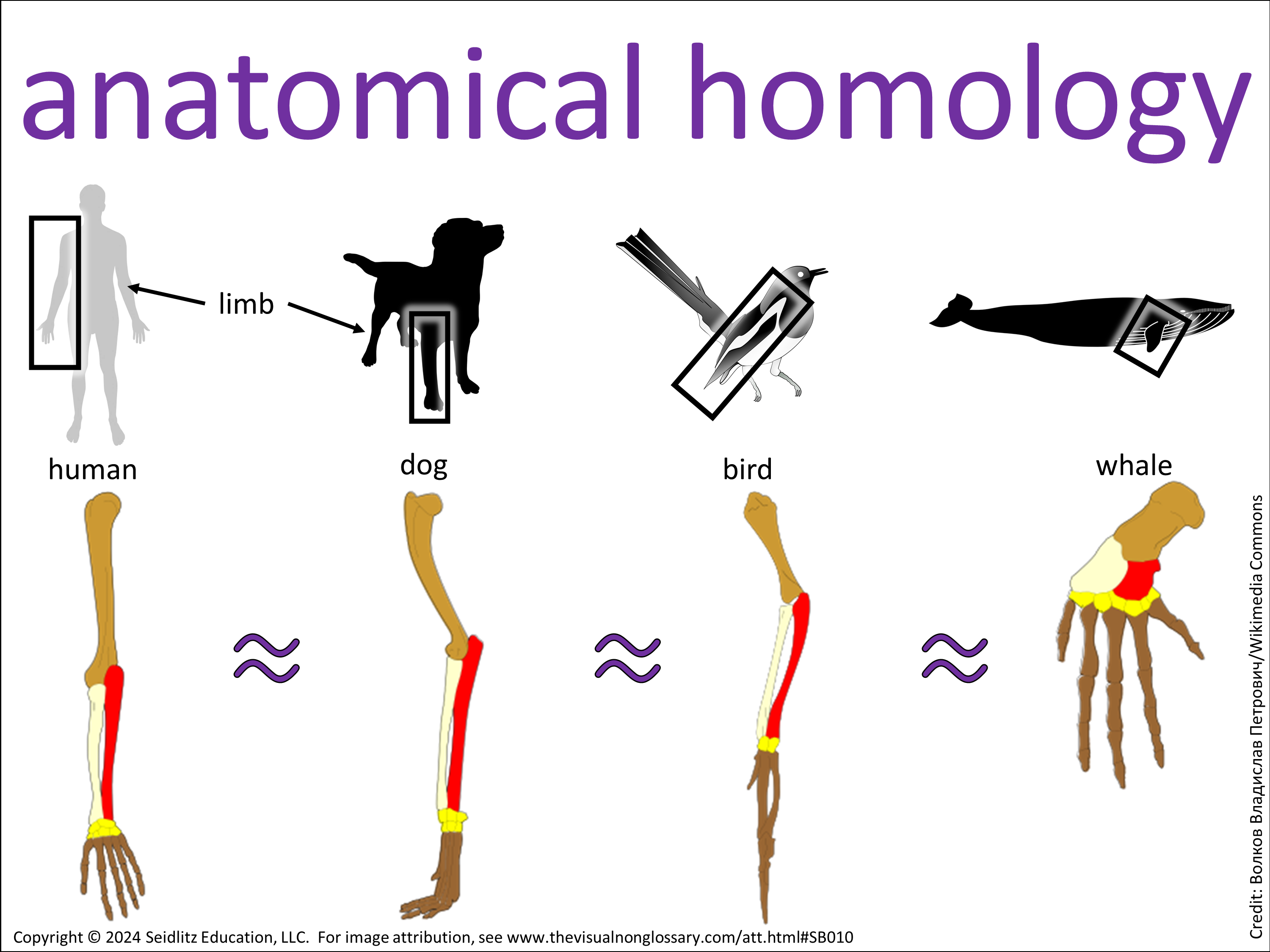 Vocab Visual