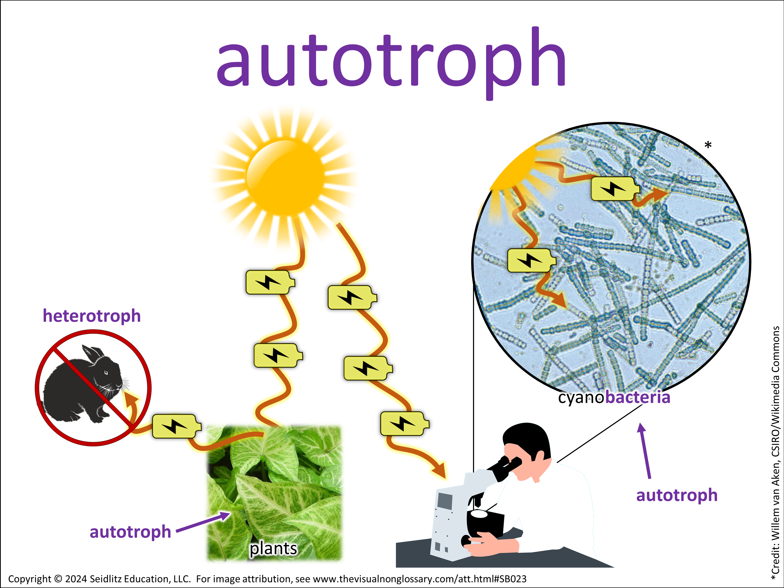 Vocab Visual