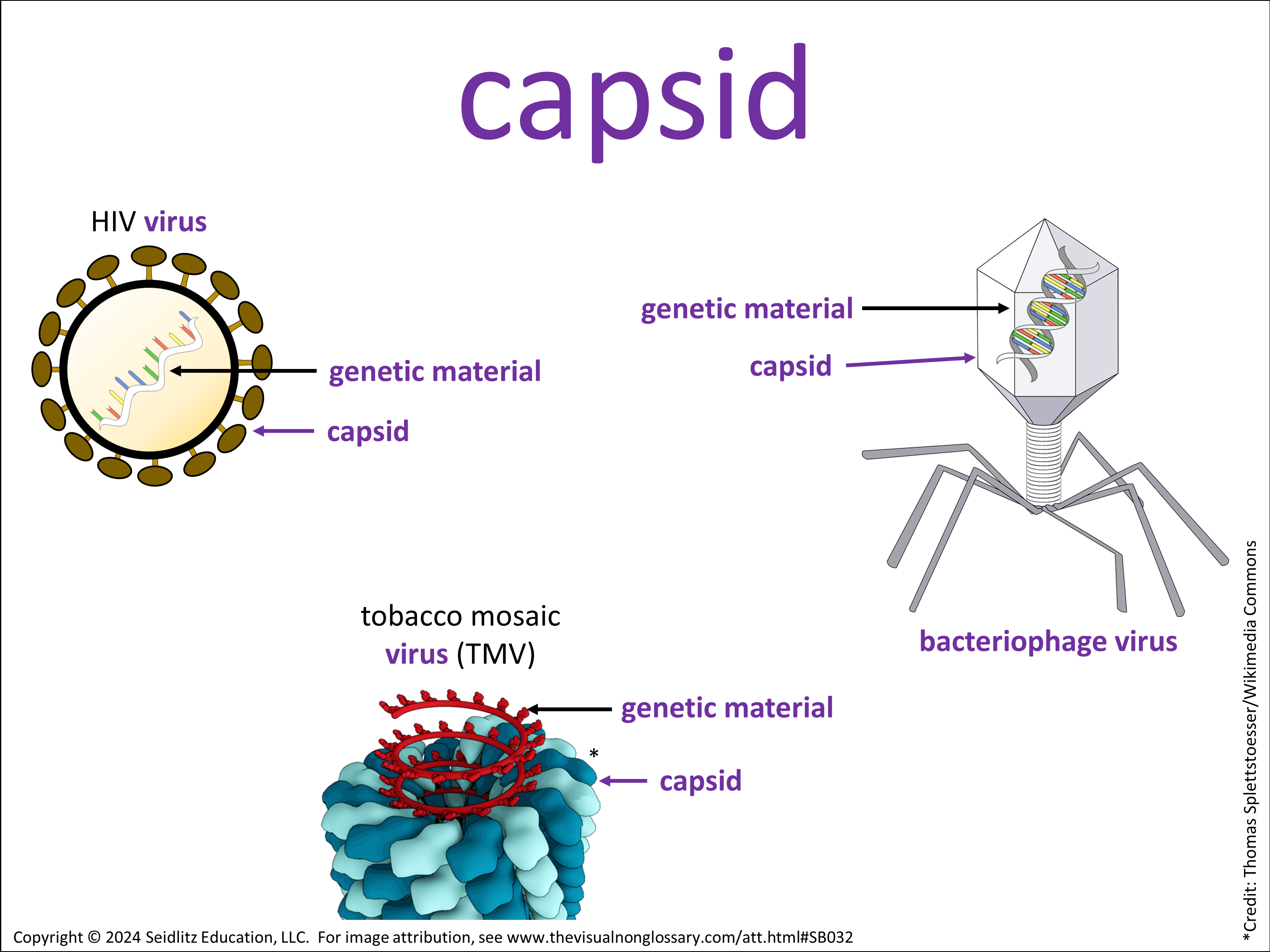 Vocab Visual