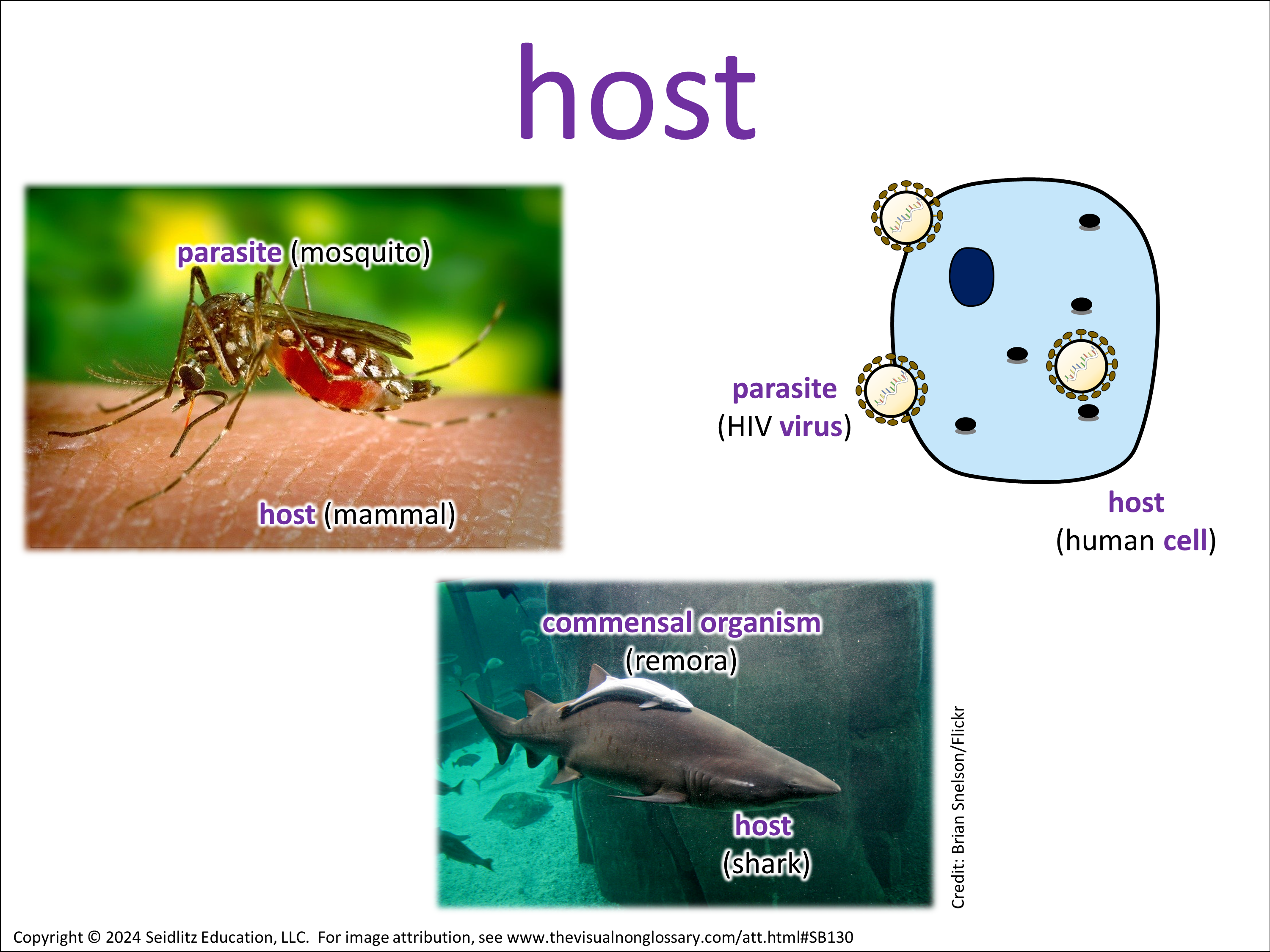 Vocab Visual