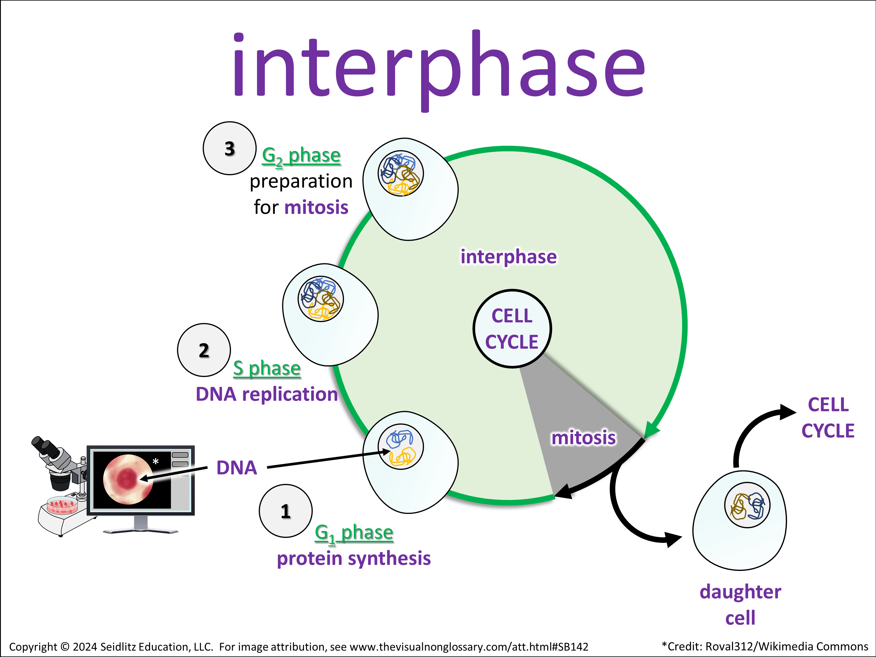 Vocab Visual