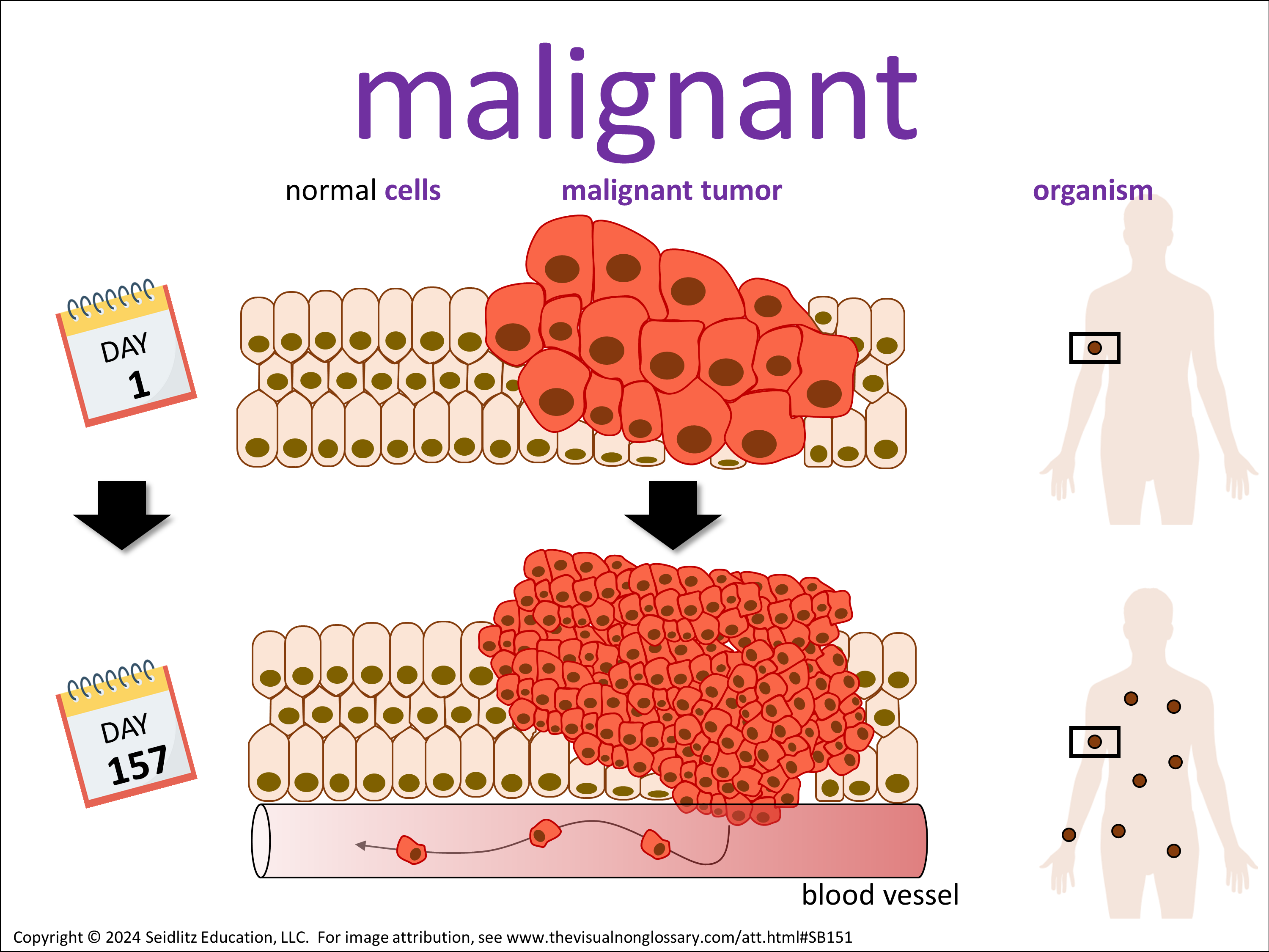 Vocab Visual