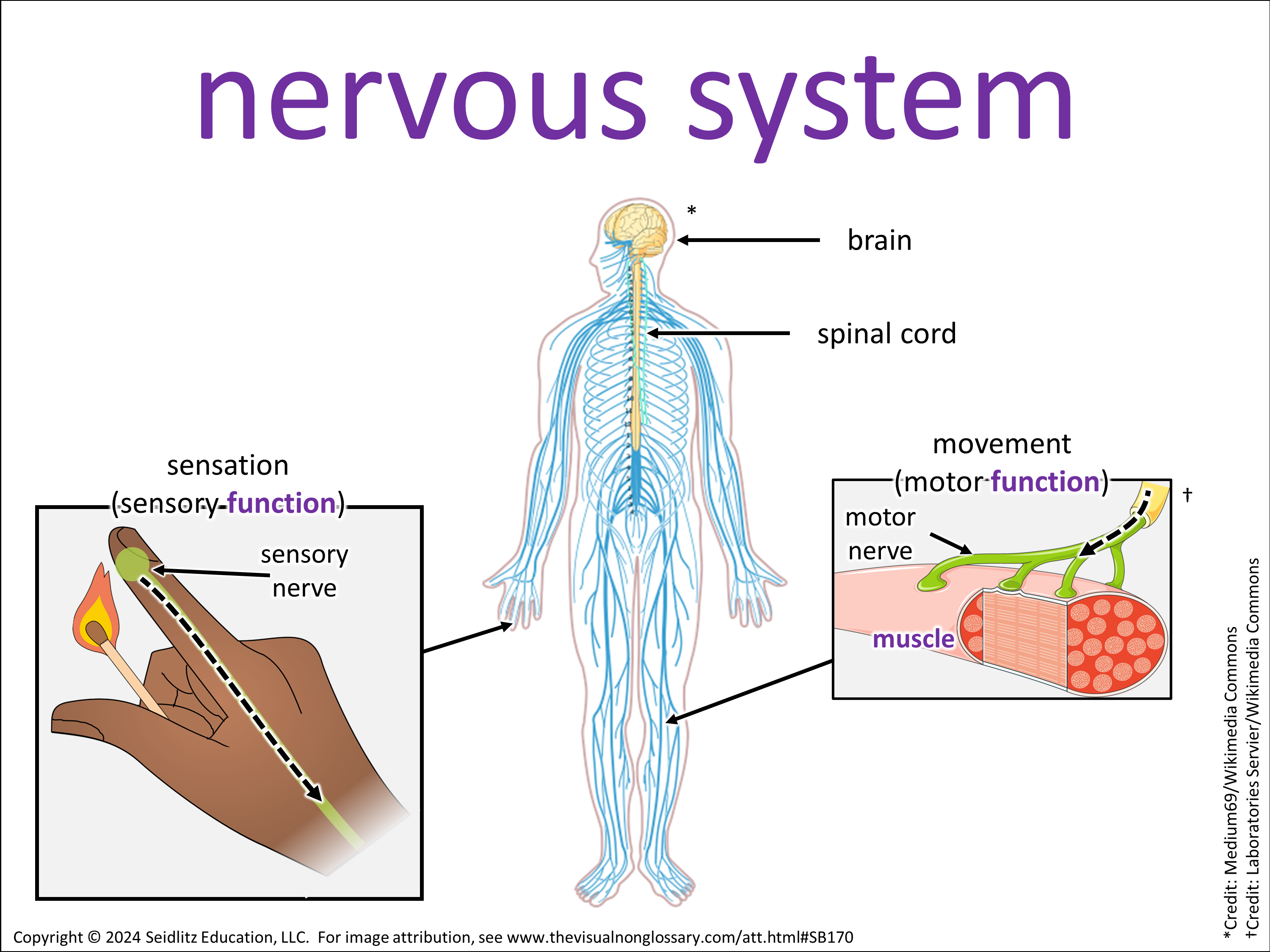 Vocab Visual
