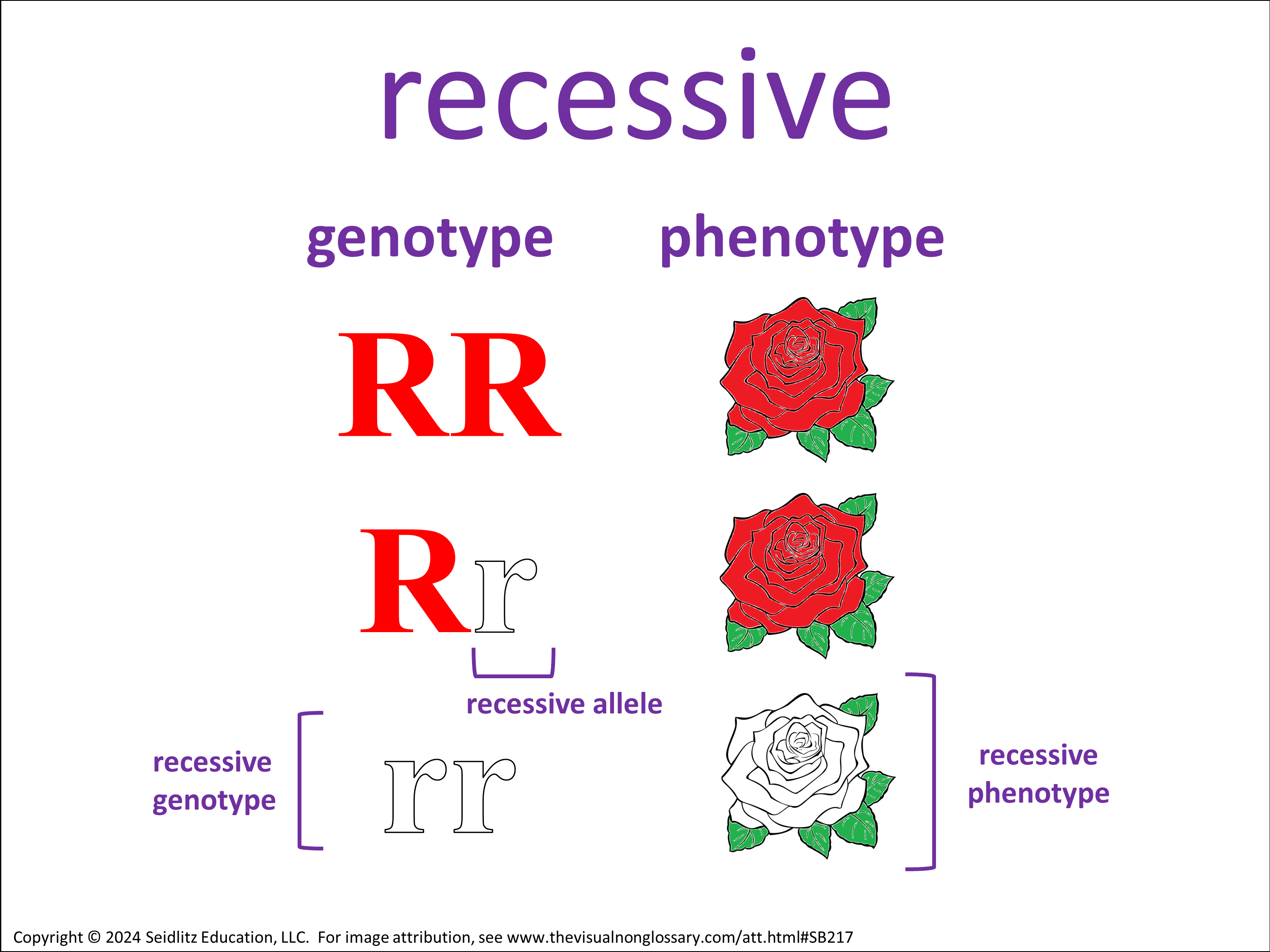 Vocab Visual