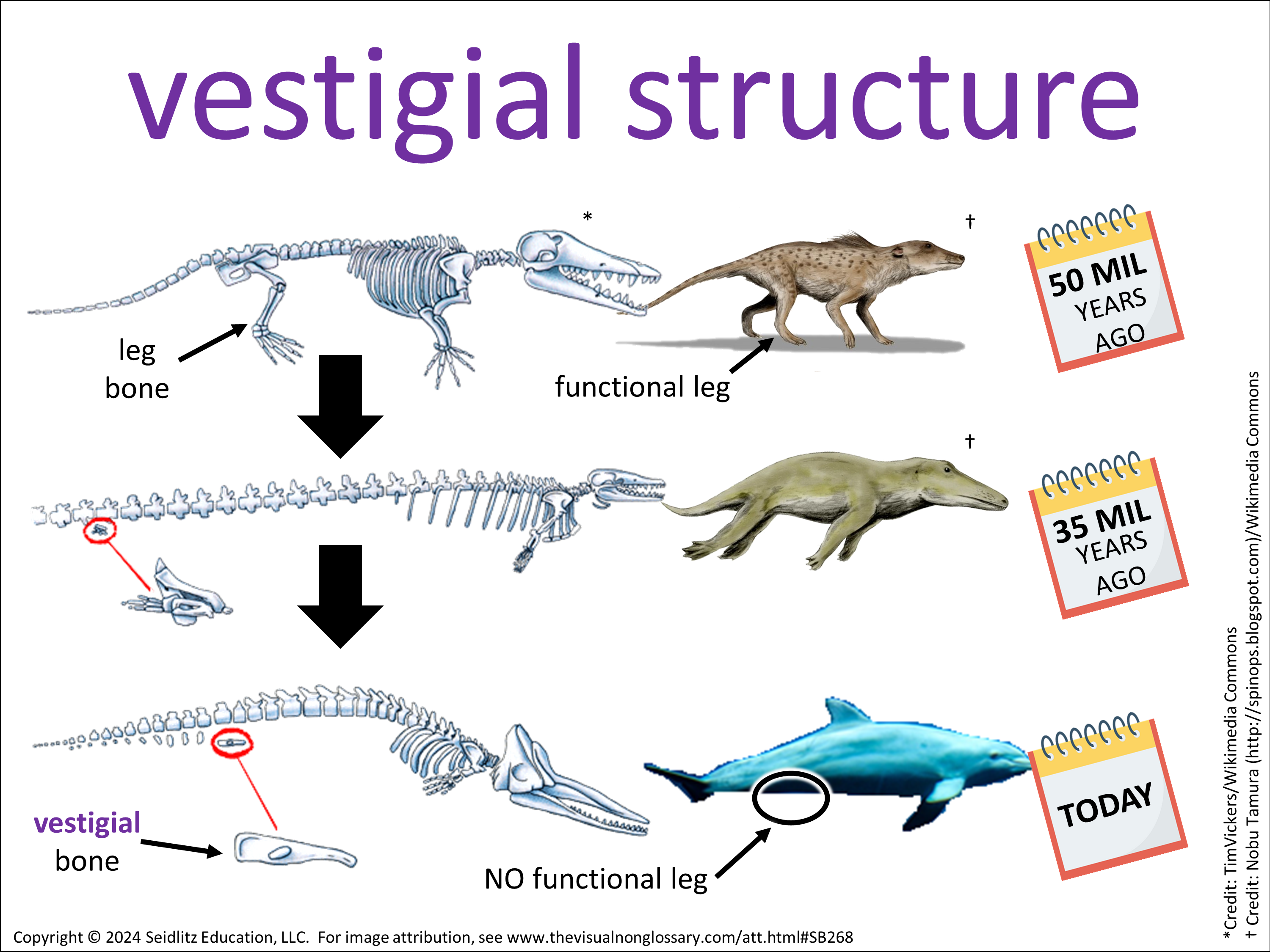 Vocab Visual