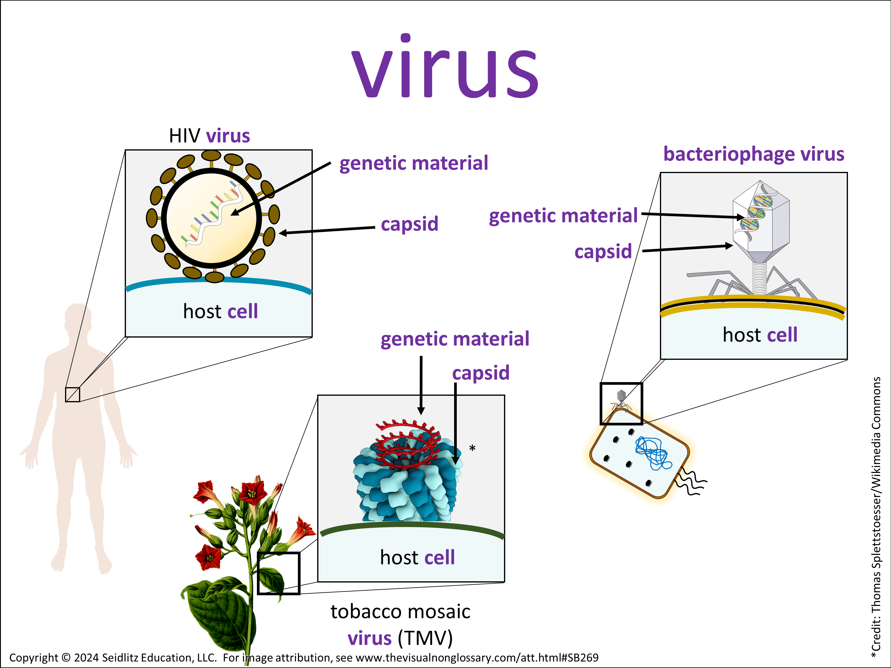 Vocab Visual