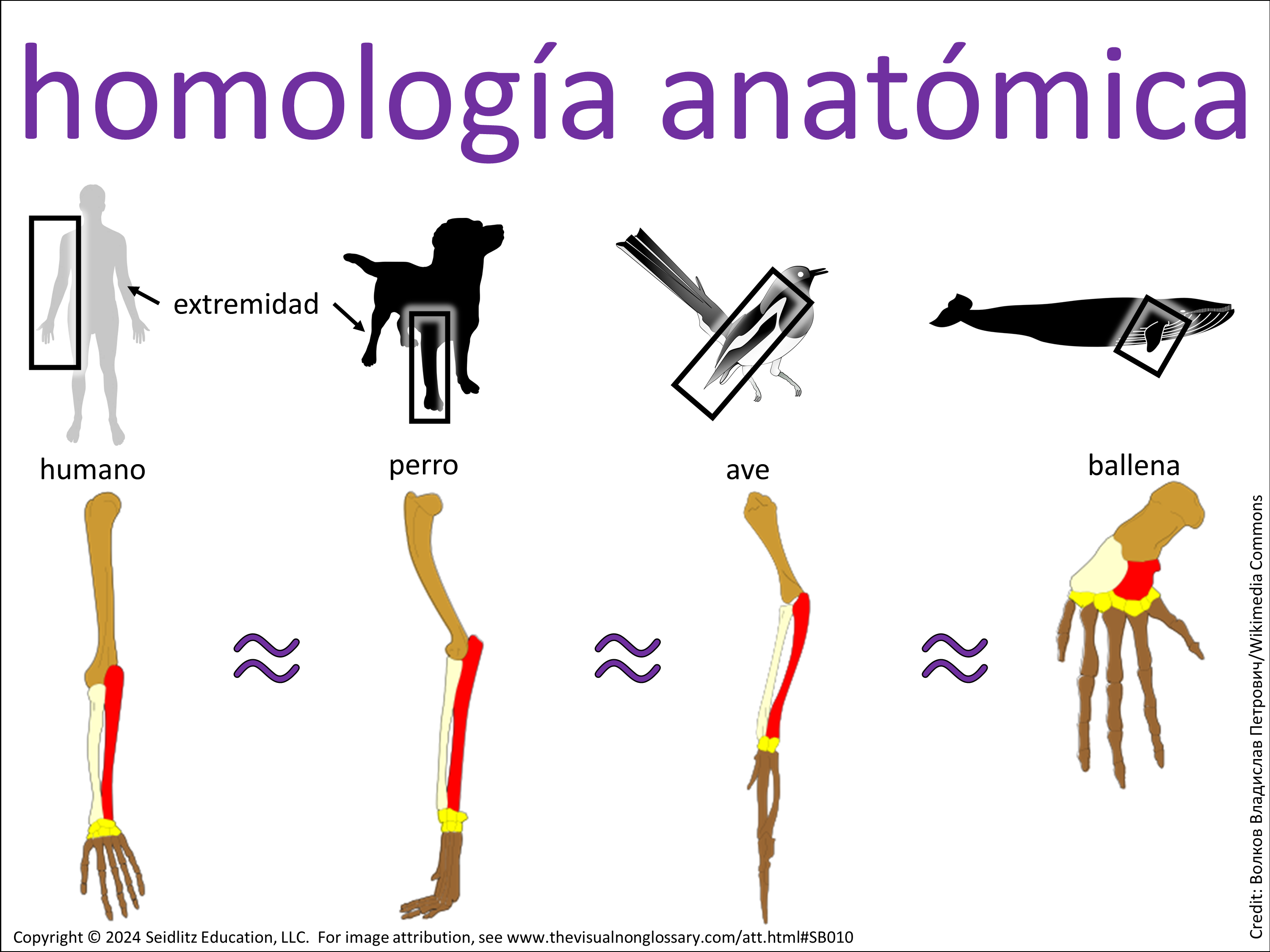 Vocab Visual