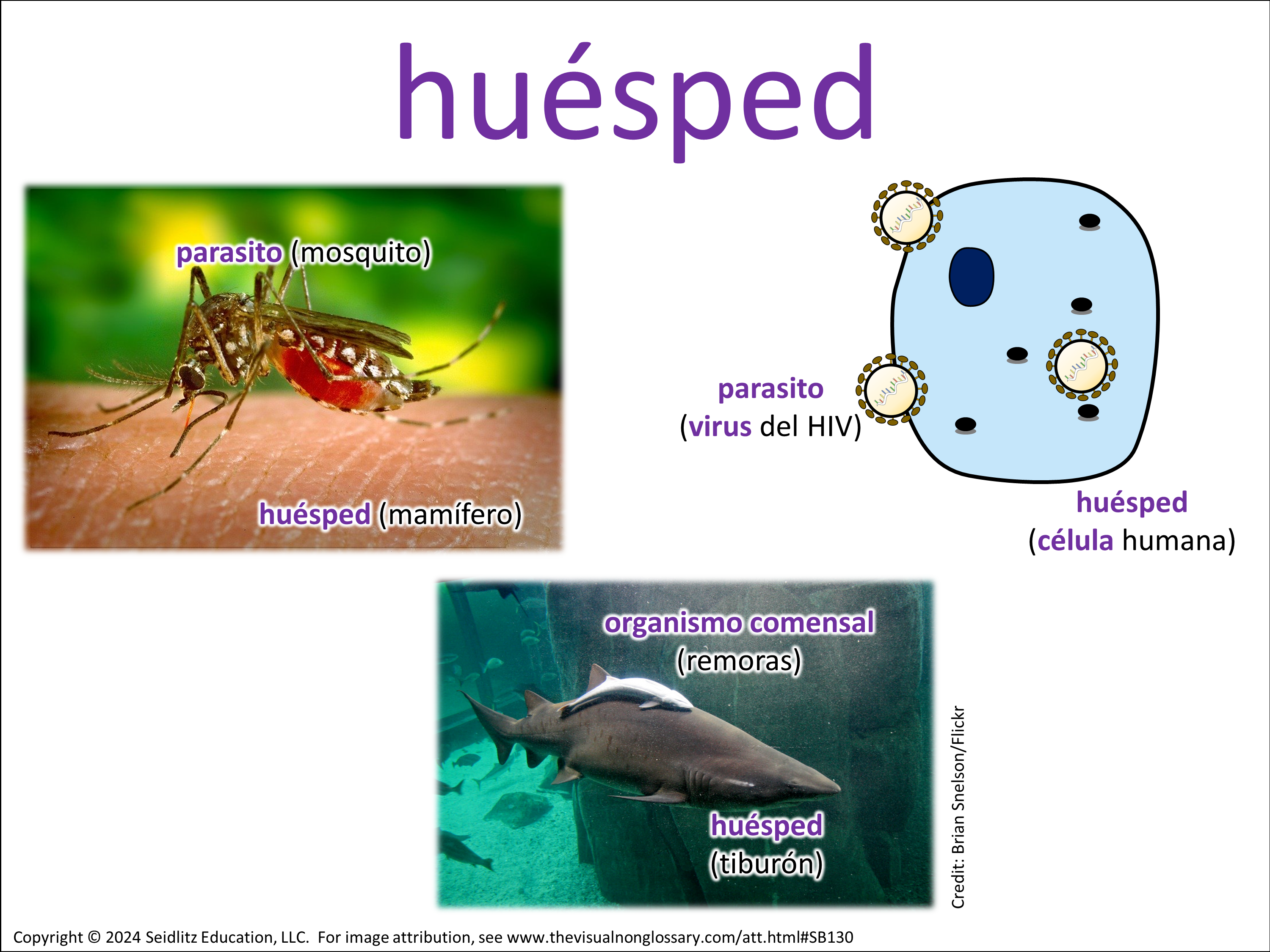 Vocab Visual