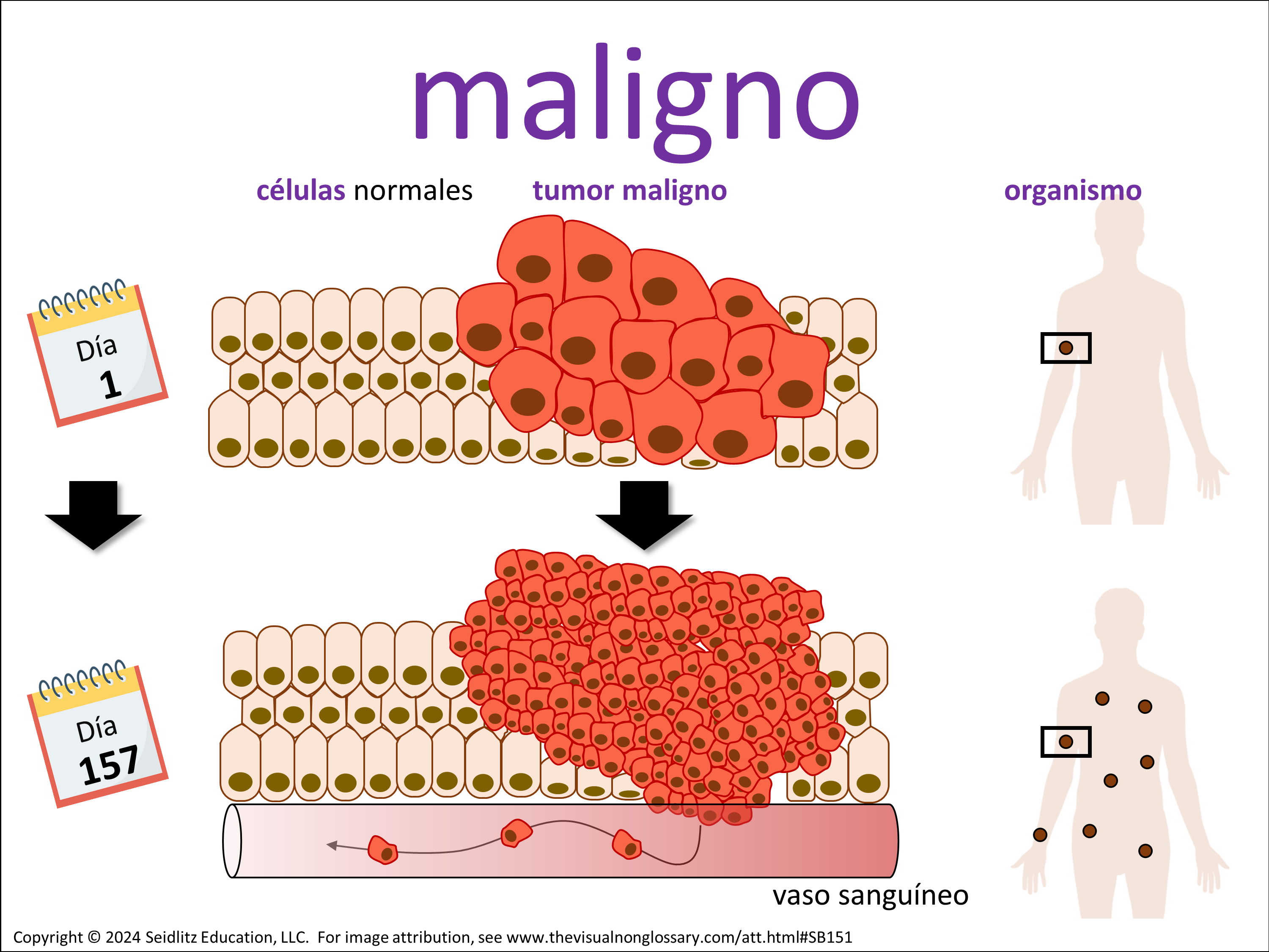 Vocab Visual