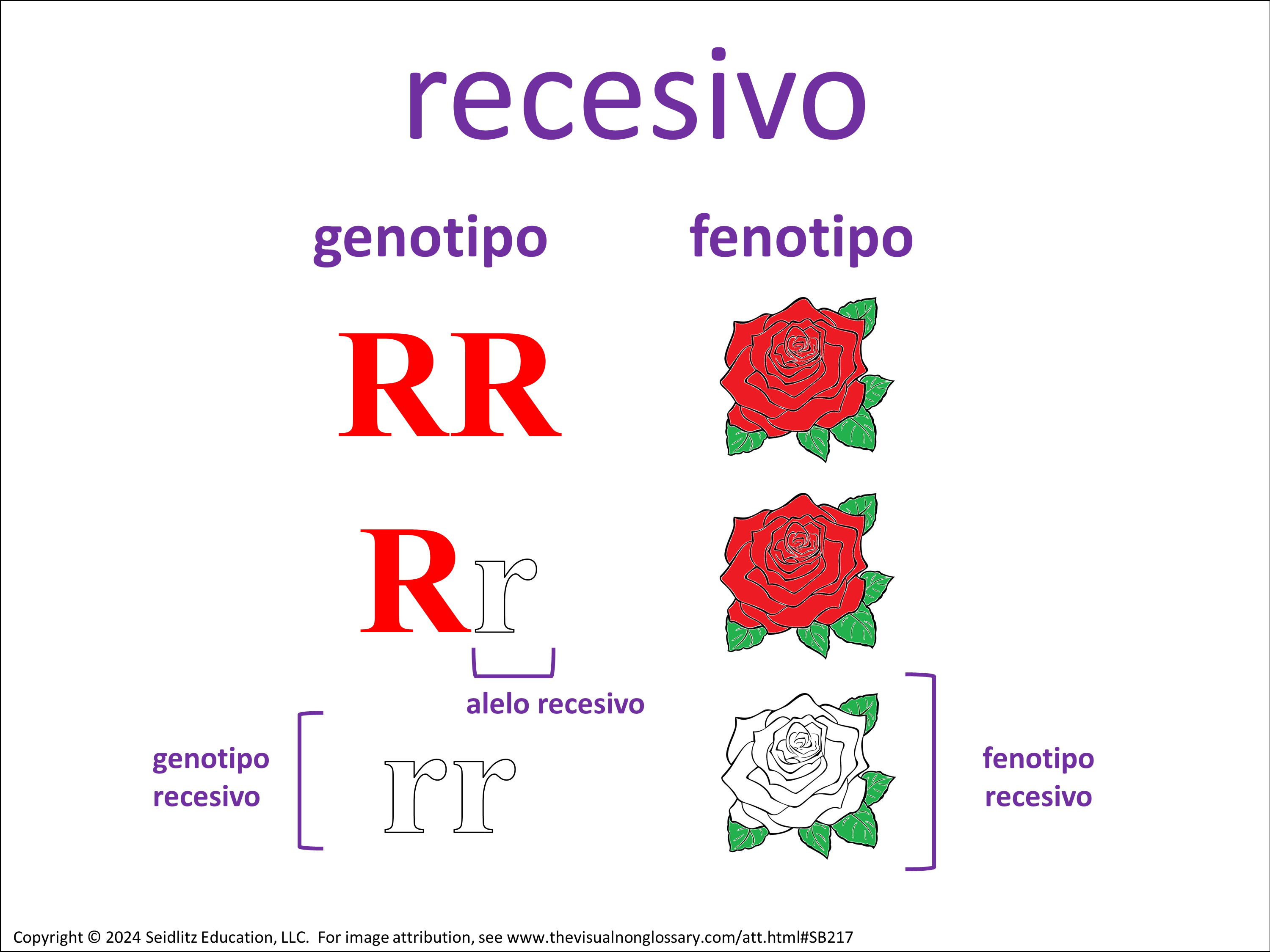 Vocab Visual