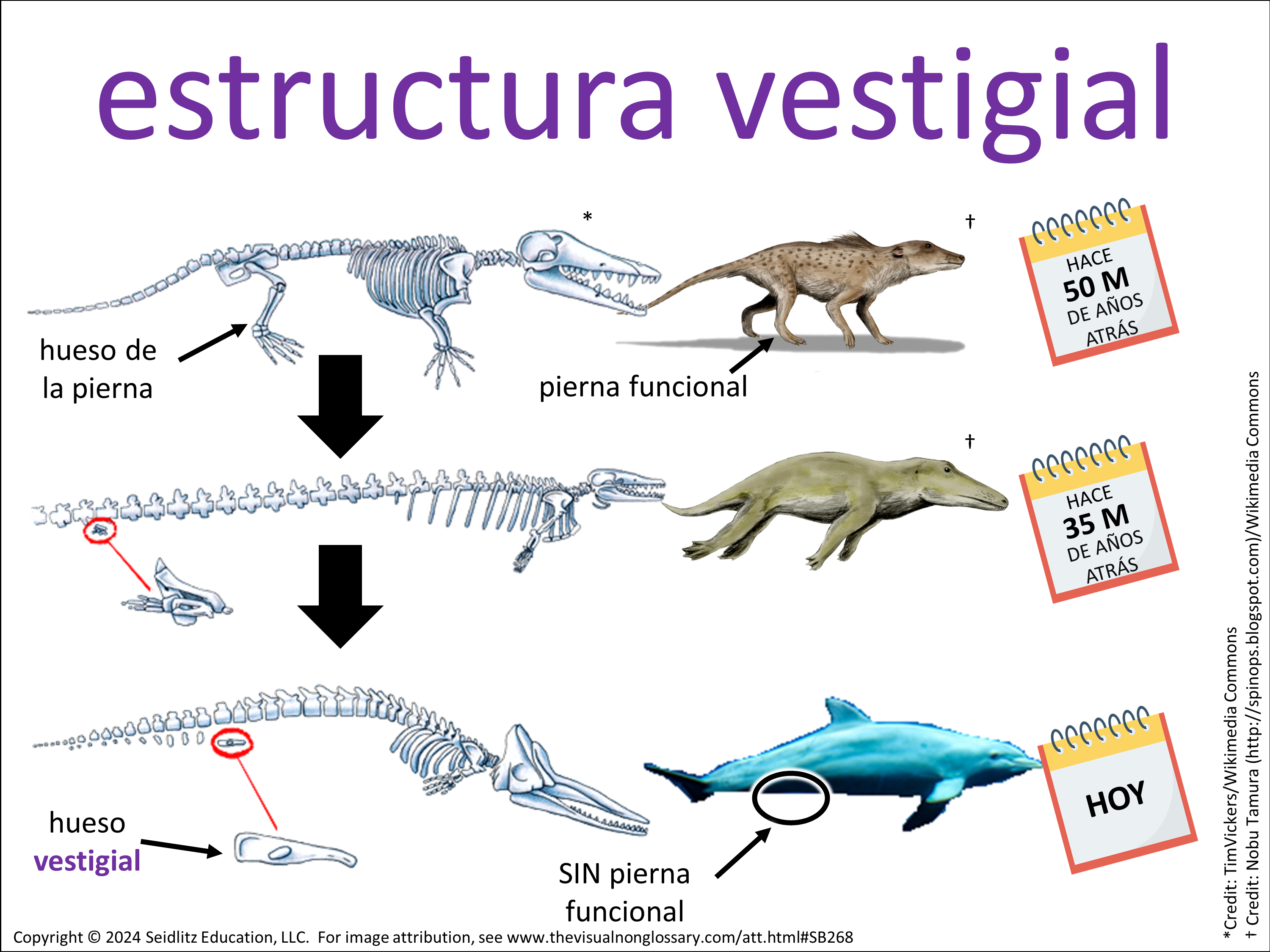 Vocab Visual