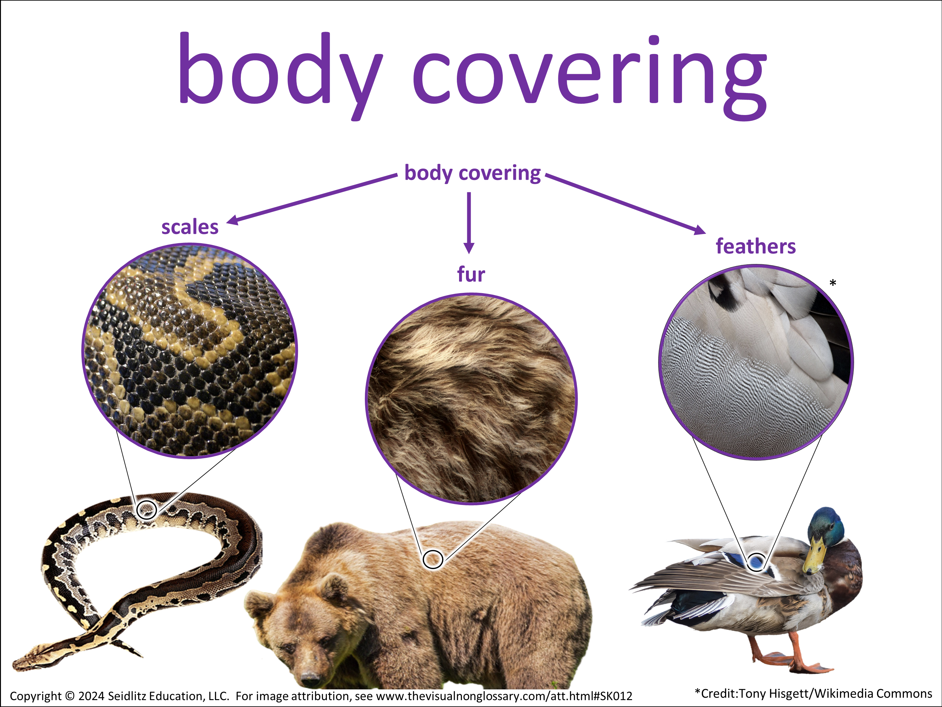 Vocab Visual