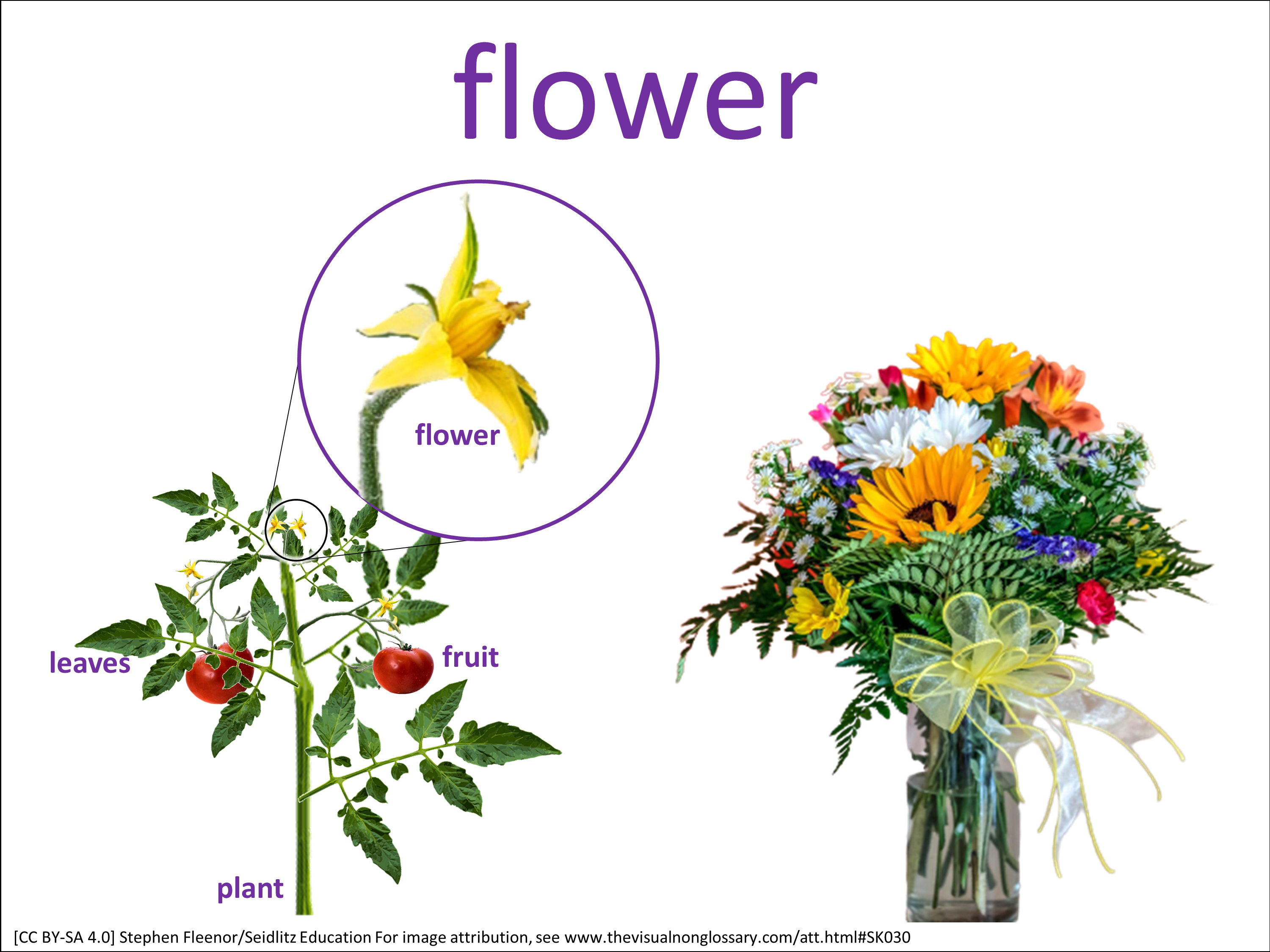 Vocab Visual